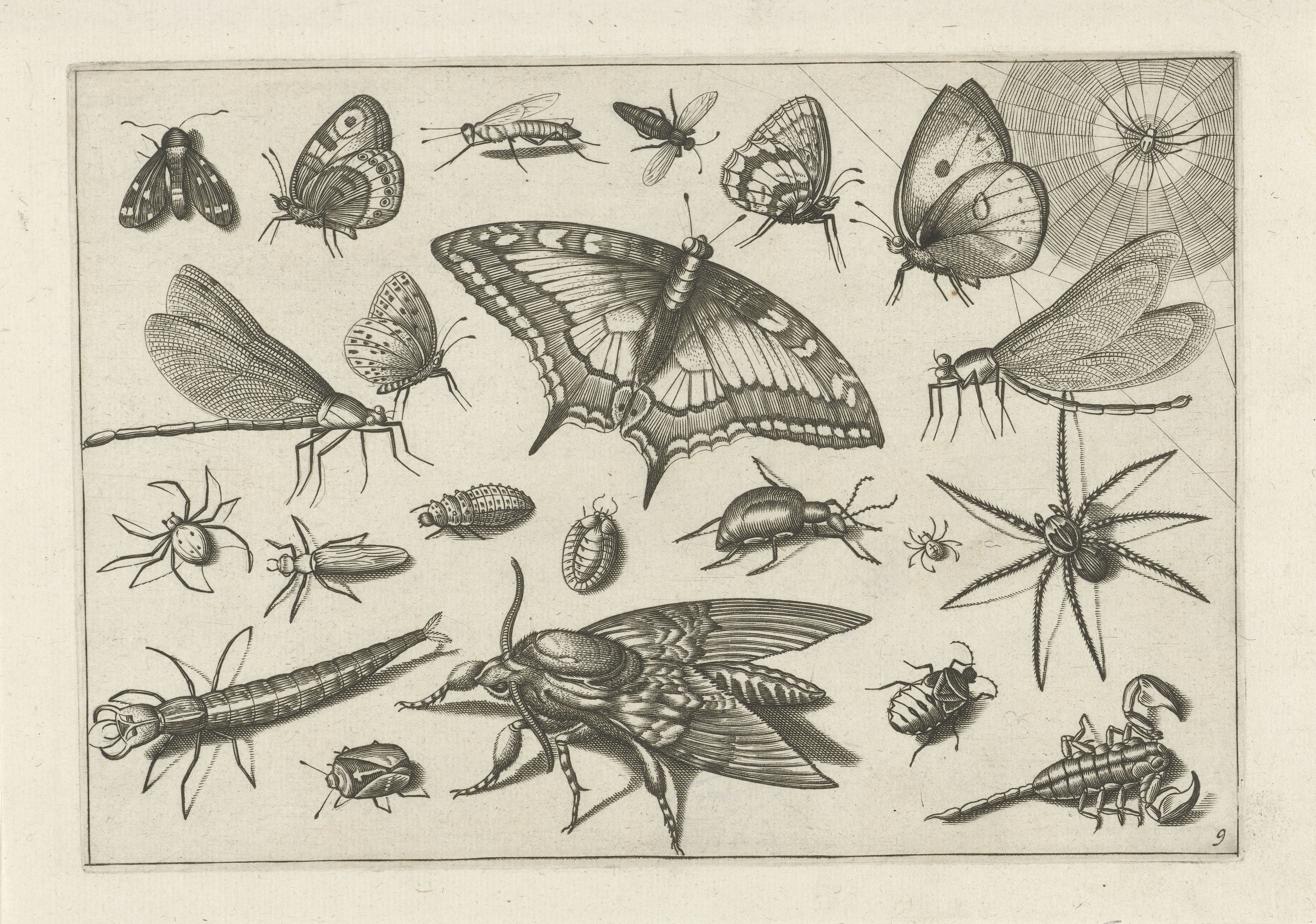 Insecten