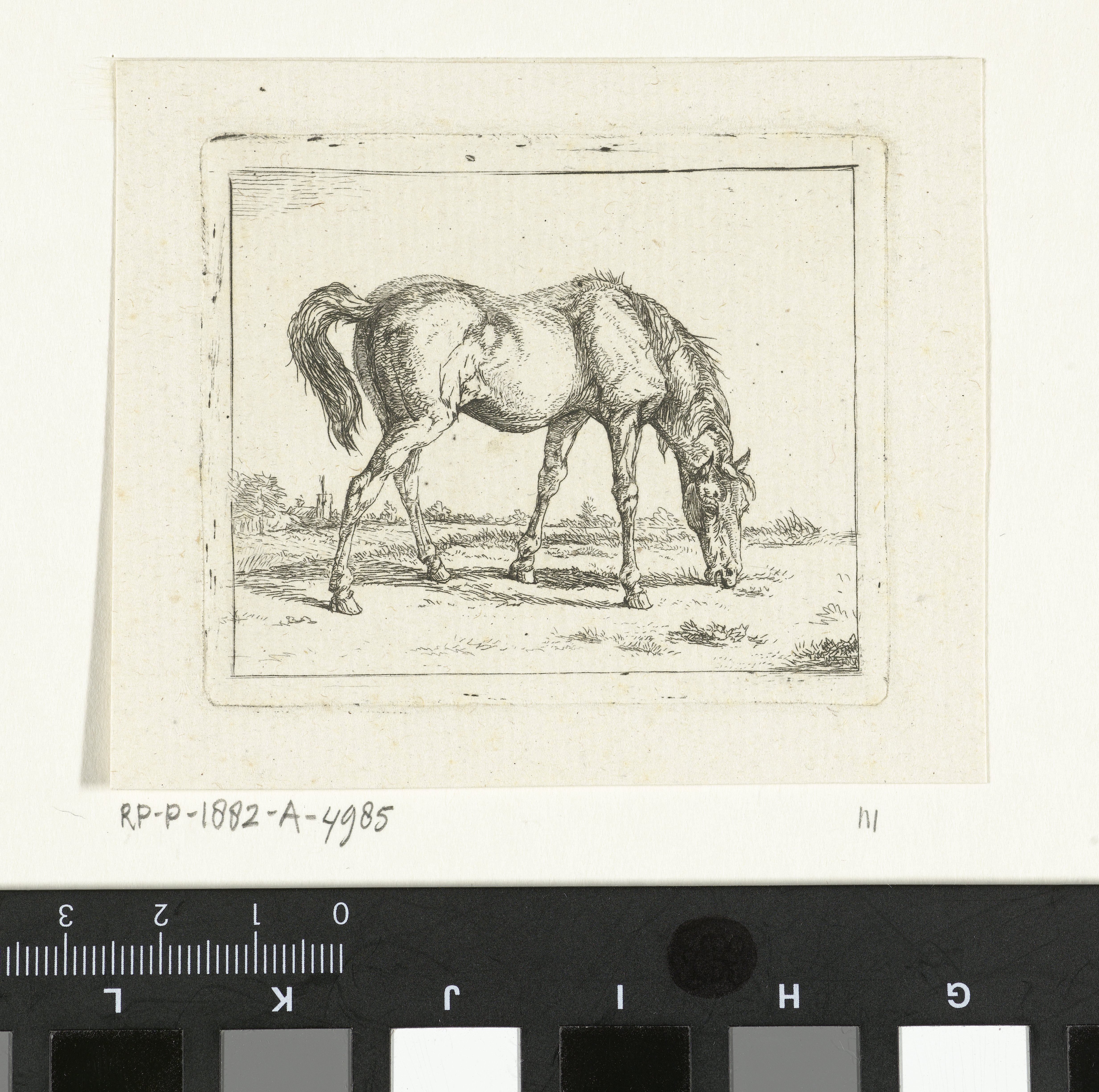 Grazend paard naar rechts