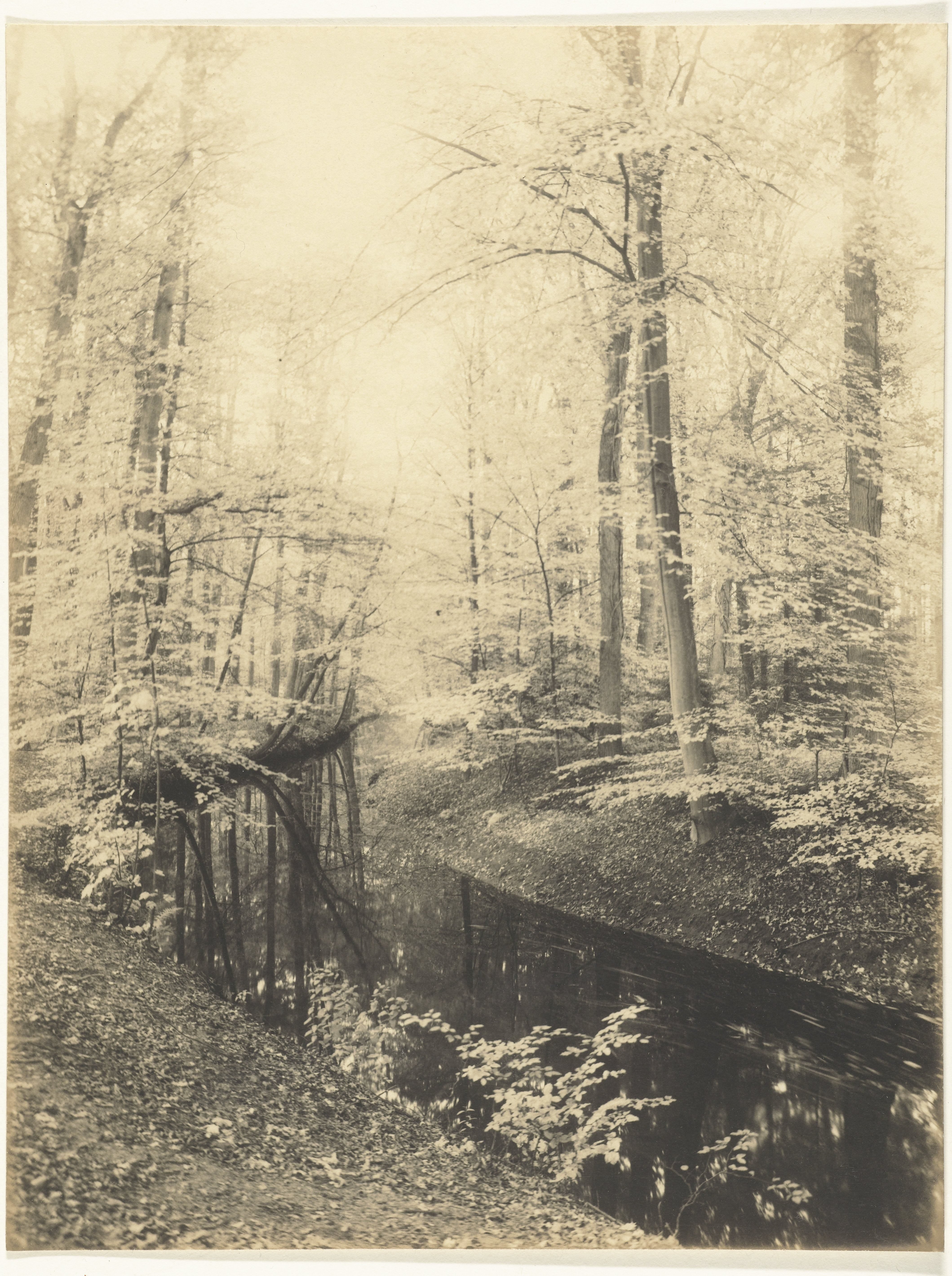 Bos en beek landschap