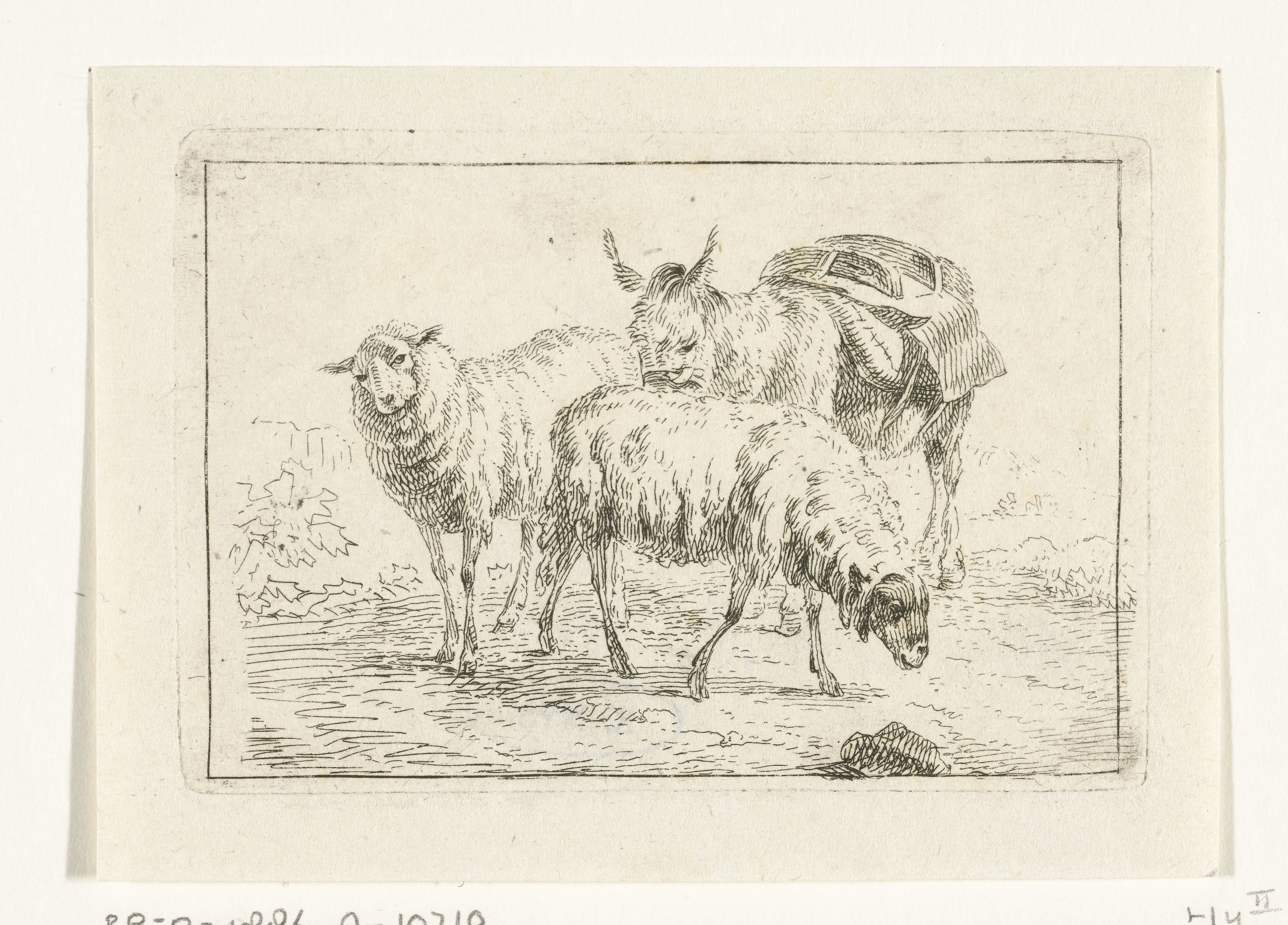 Ezel en twee schapen