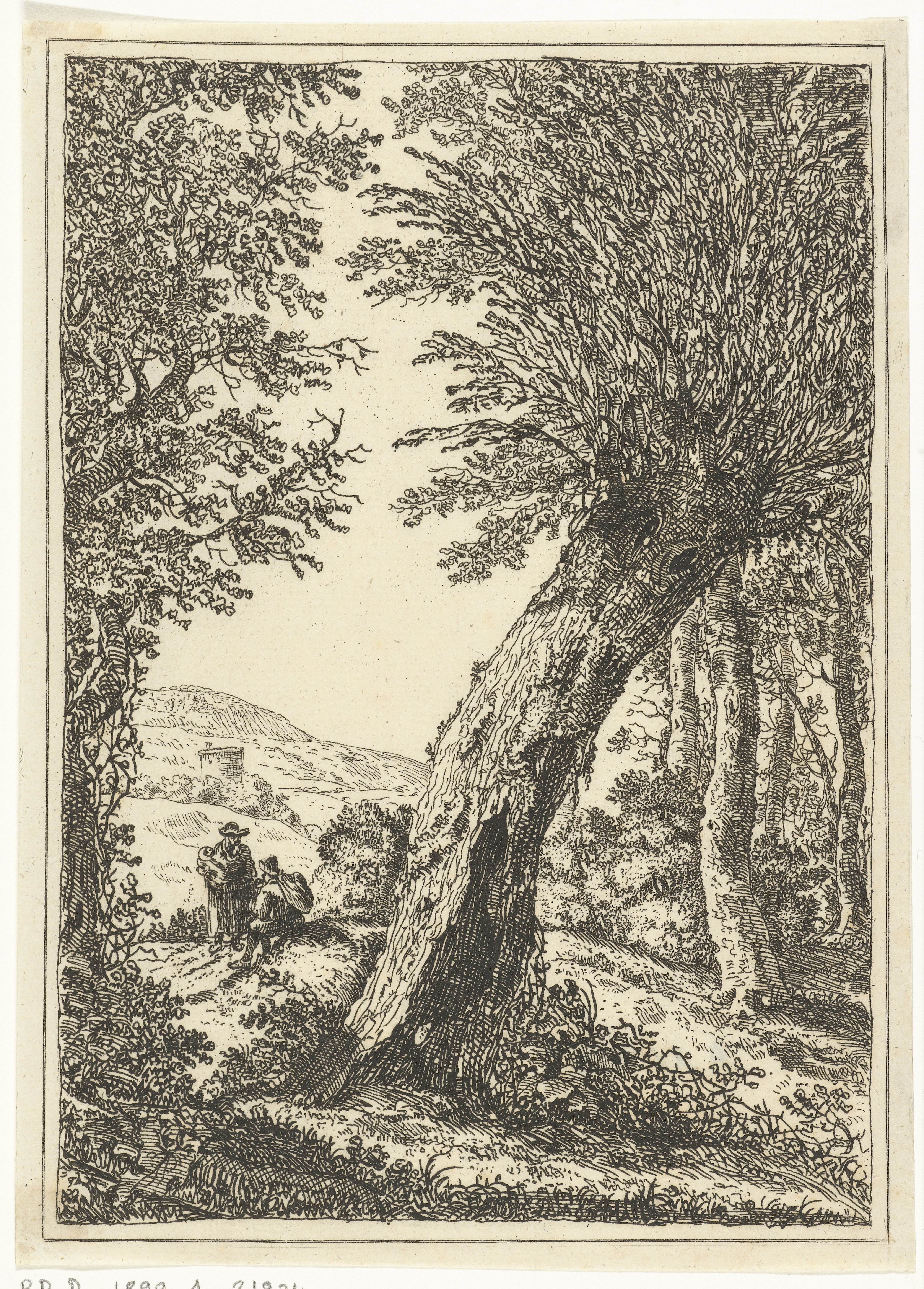 Wilgenboom