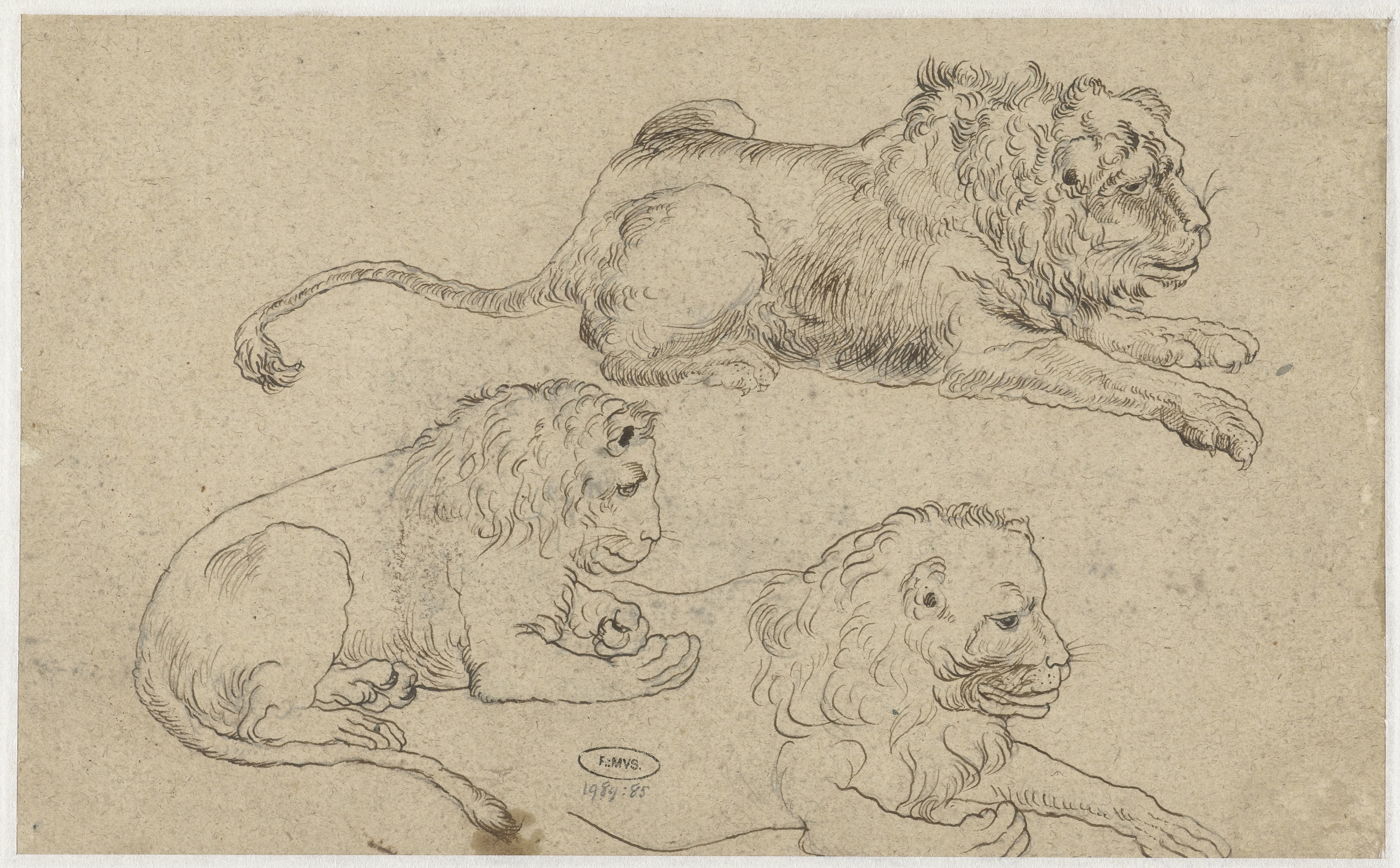 Study Sheet with Three Lions