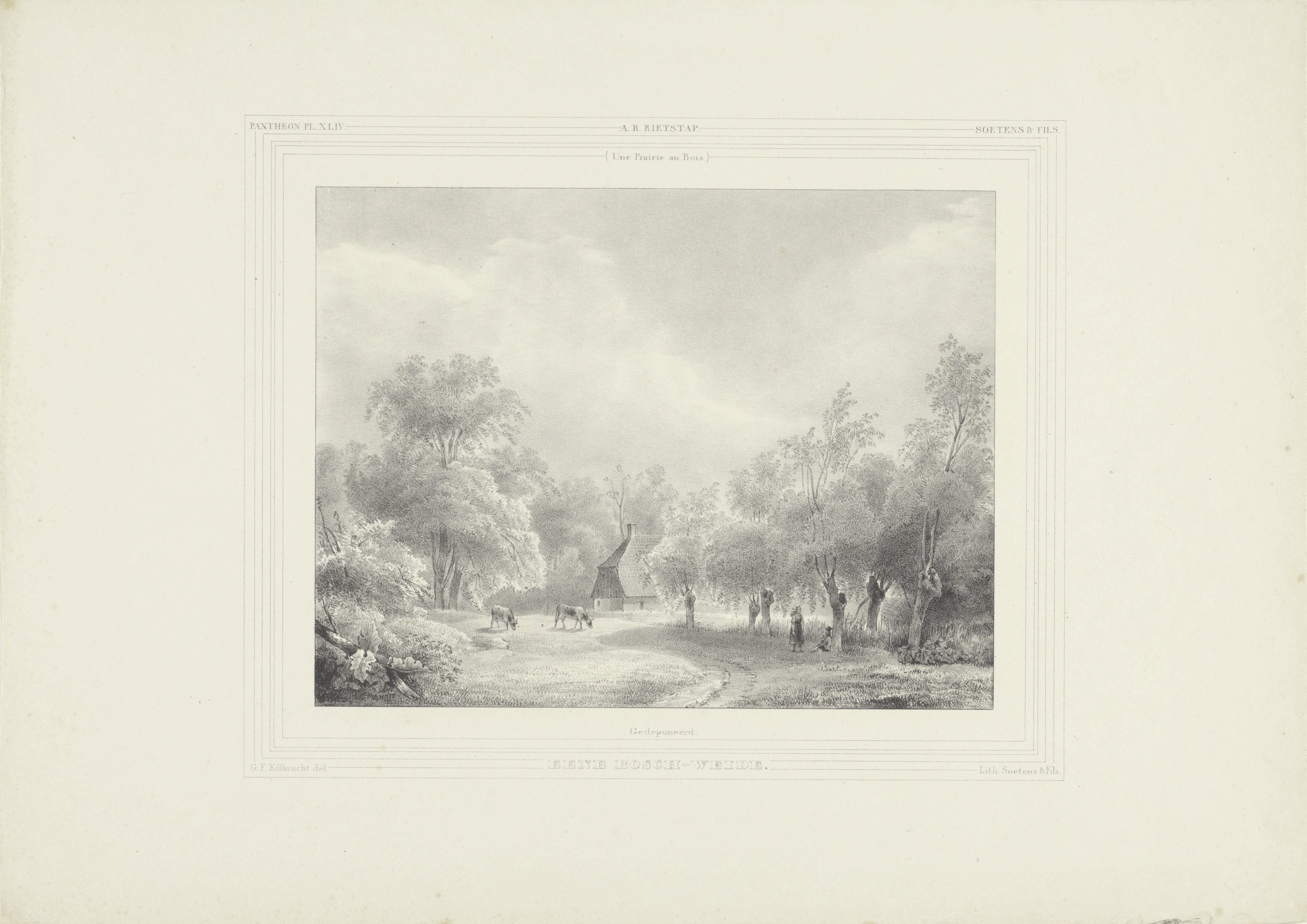 Weide in het bos