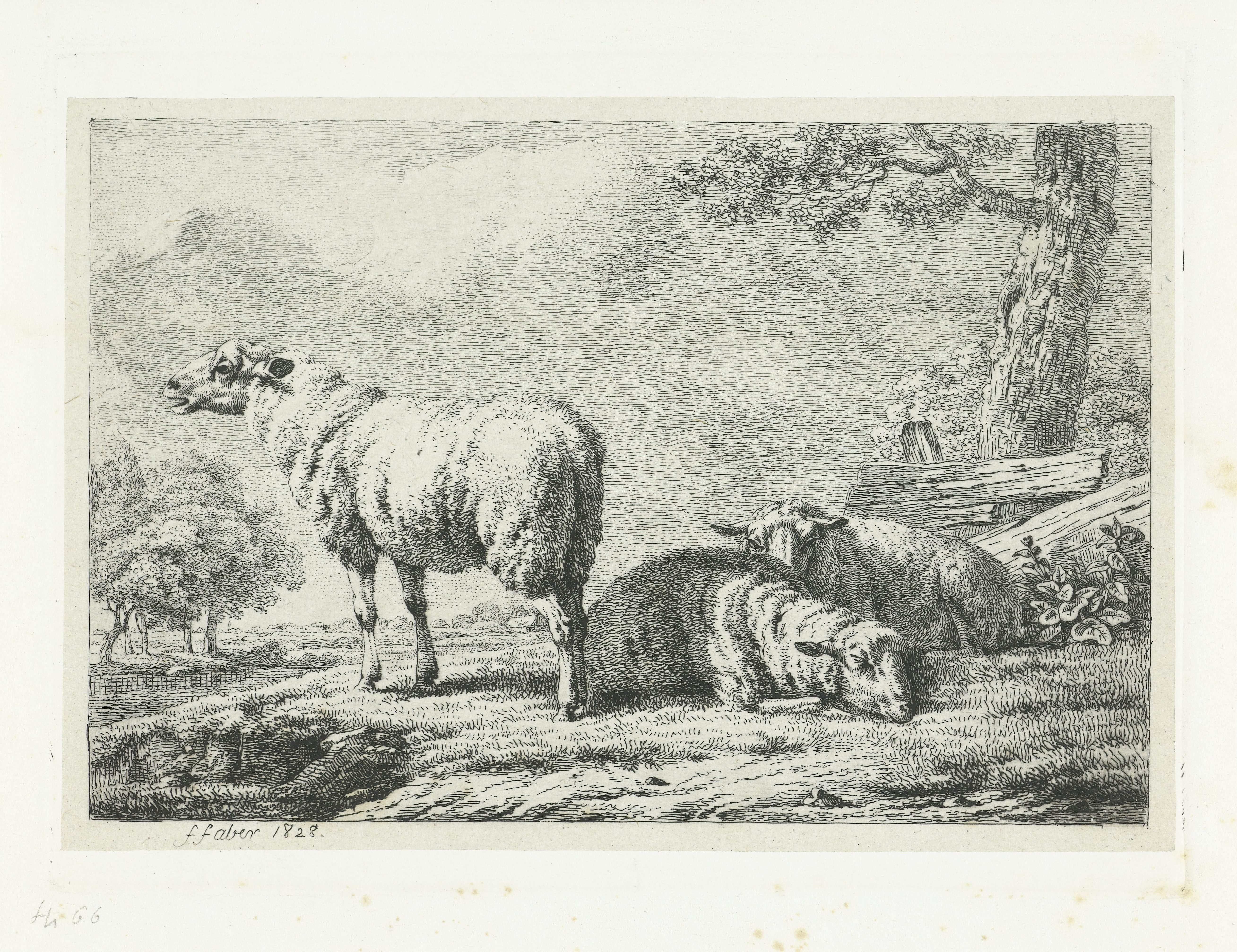 Drie schapen bij een hek