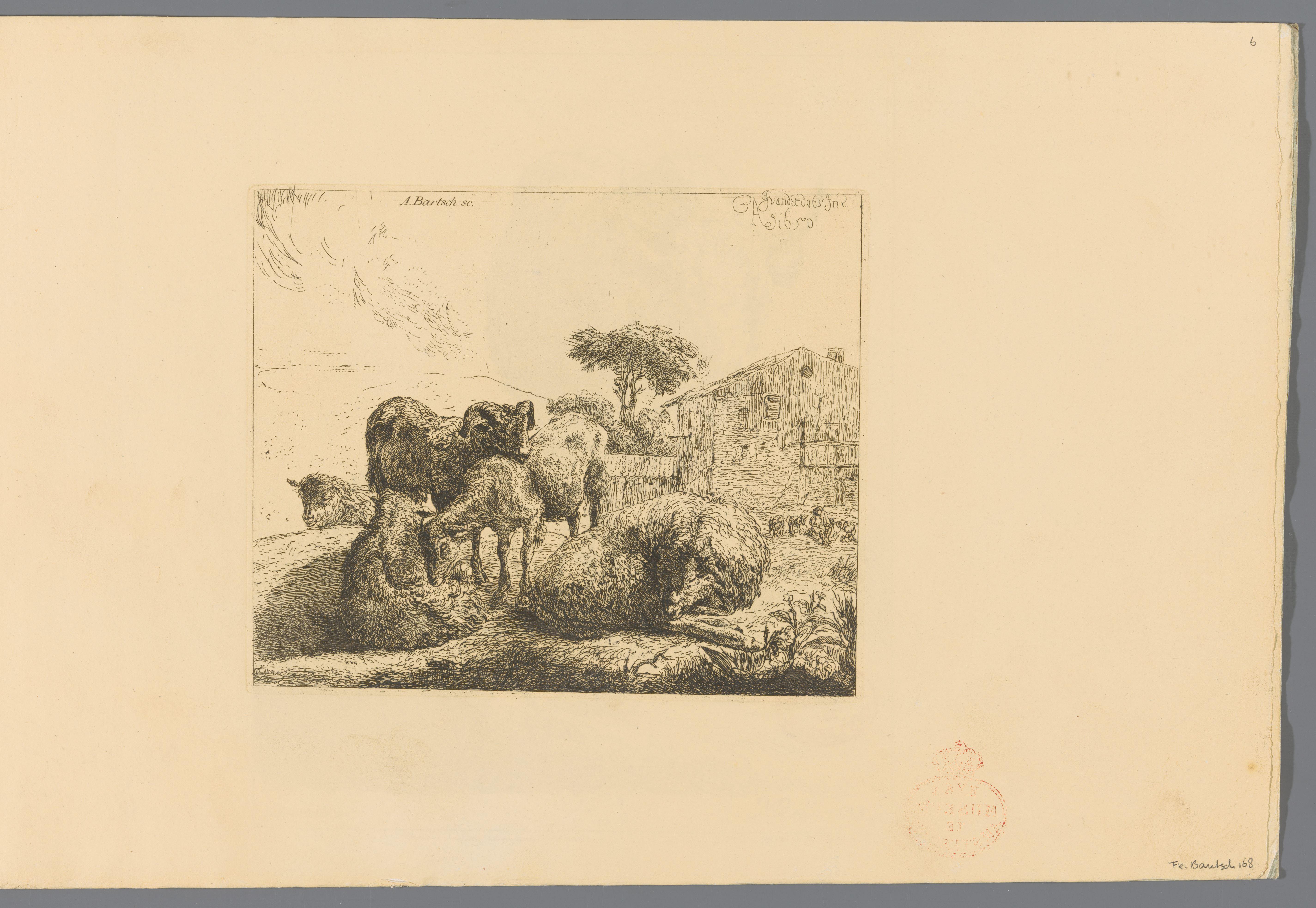 Groep van vijf schapen
