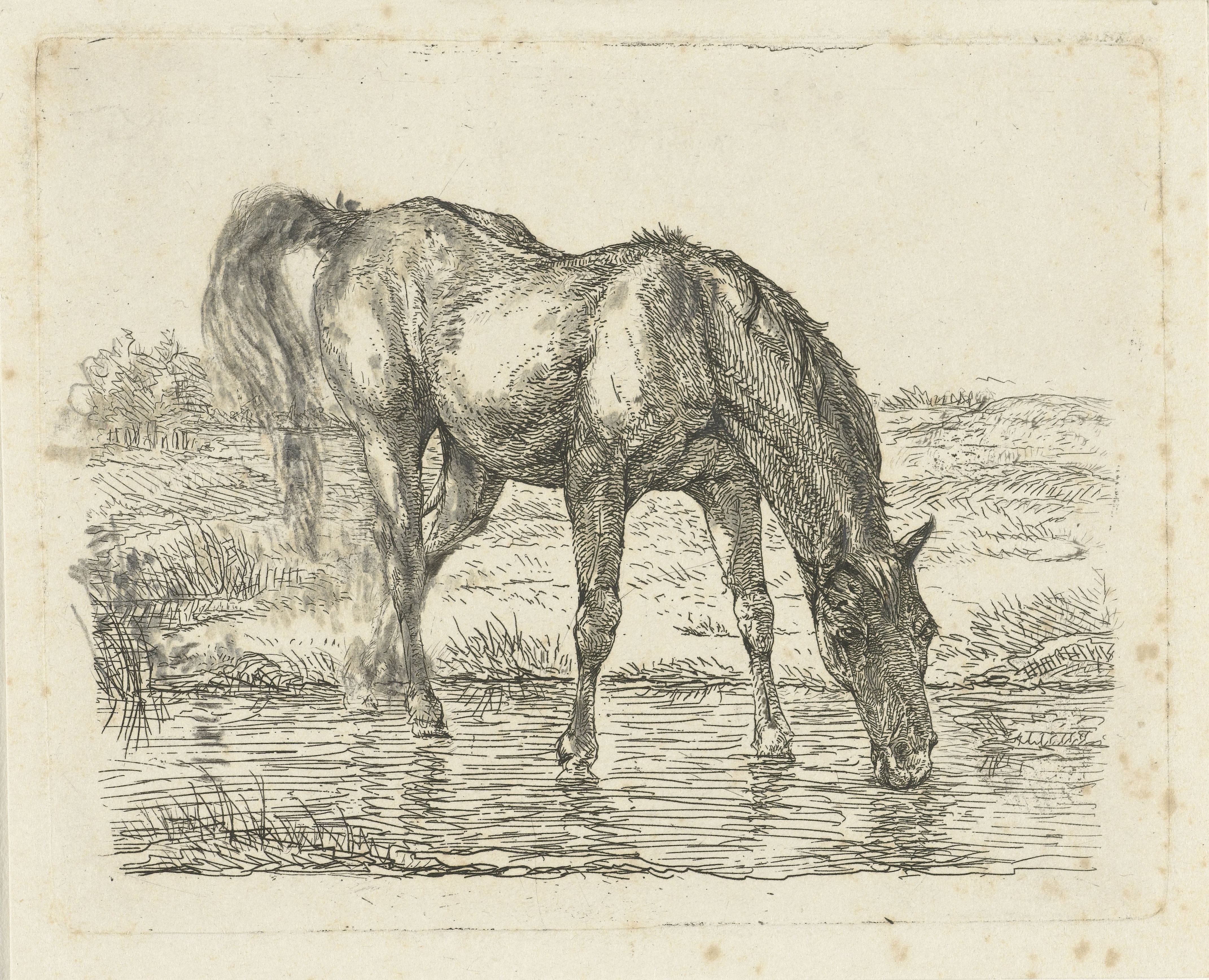 Drinkend paard