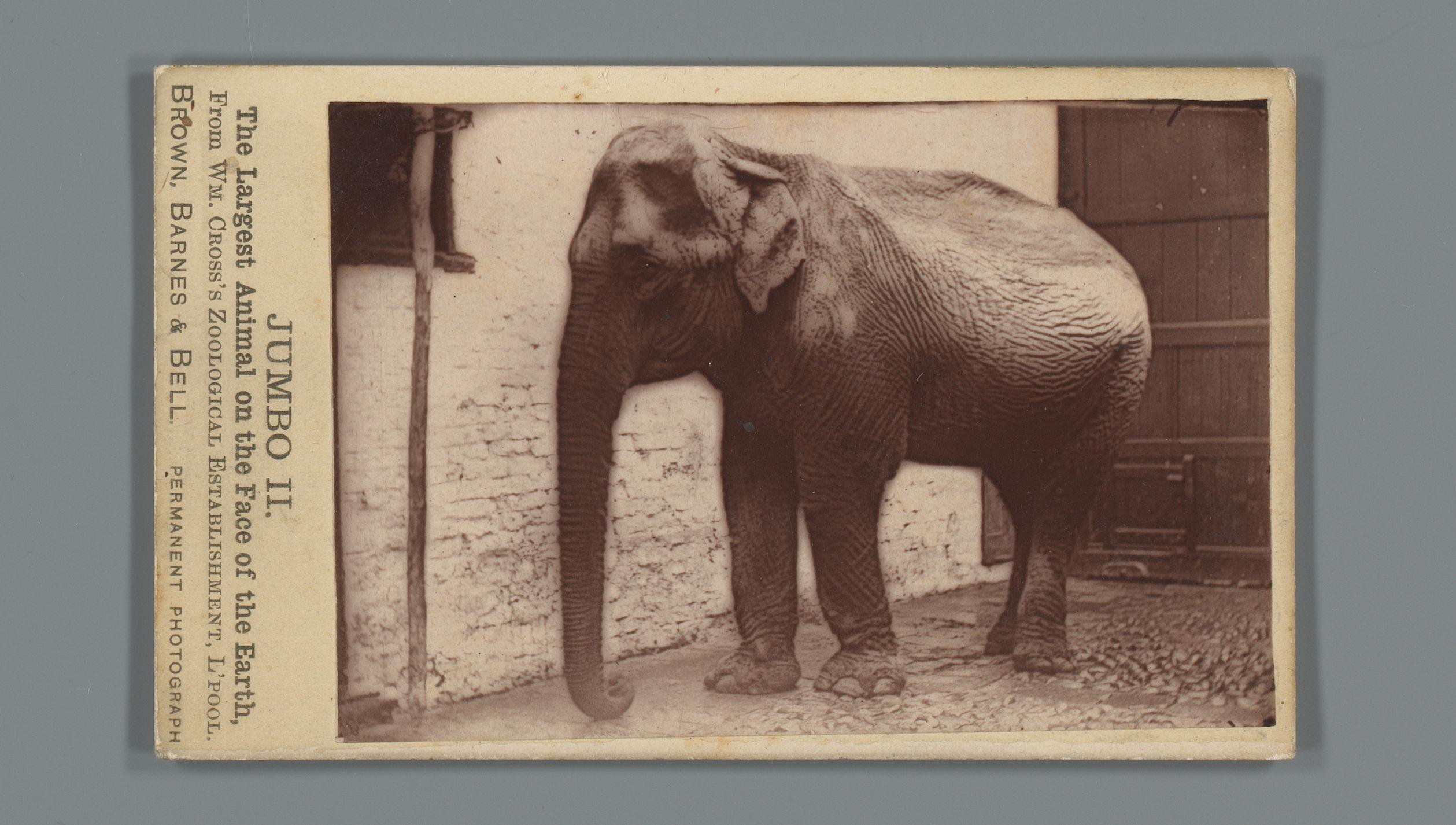 Olifant genaamd 'Jumbo II' van dierenhandelaar William Cross uit Liverpool