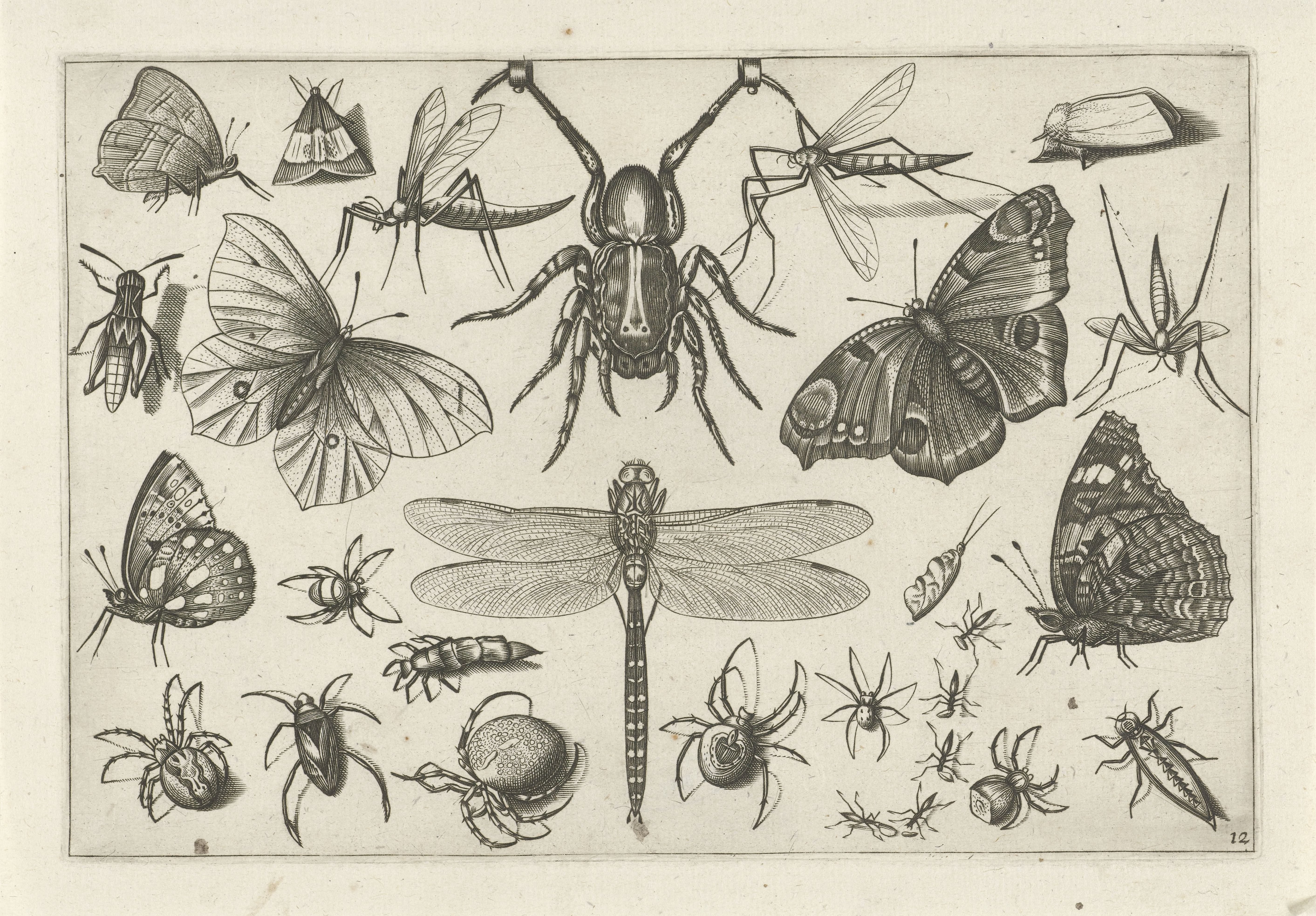 Insecten