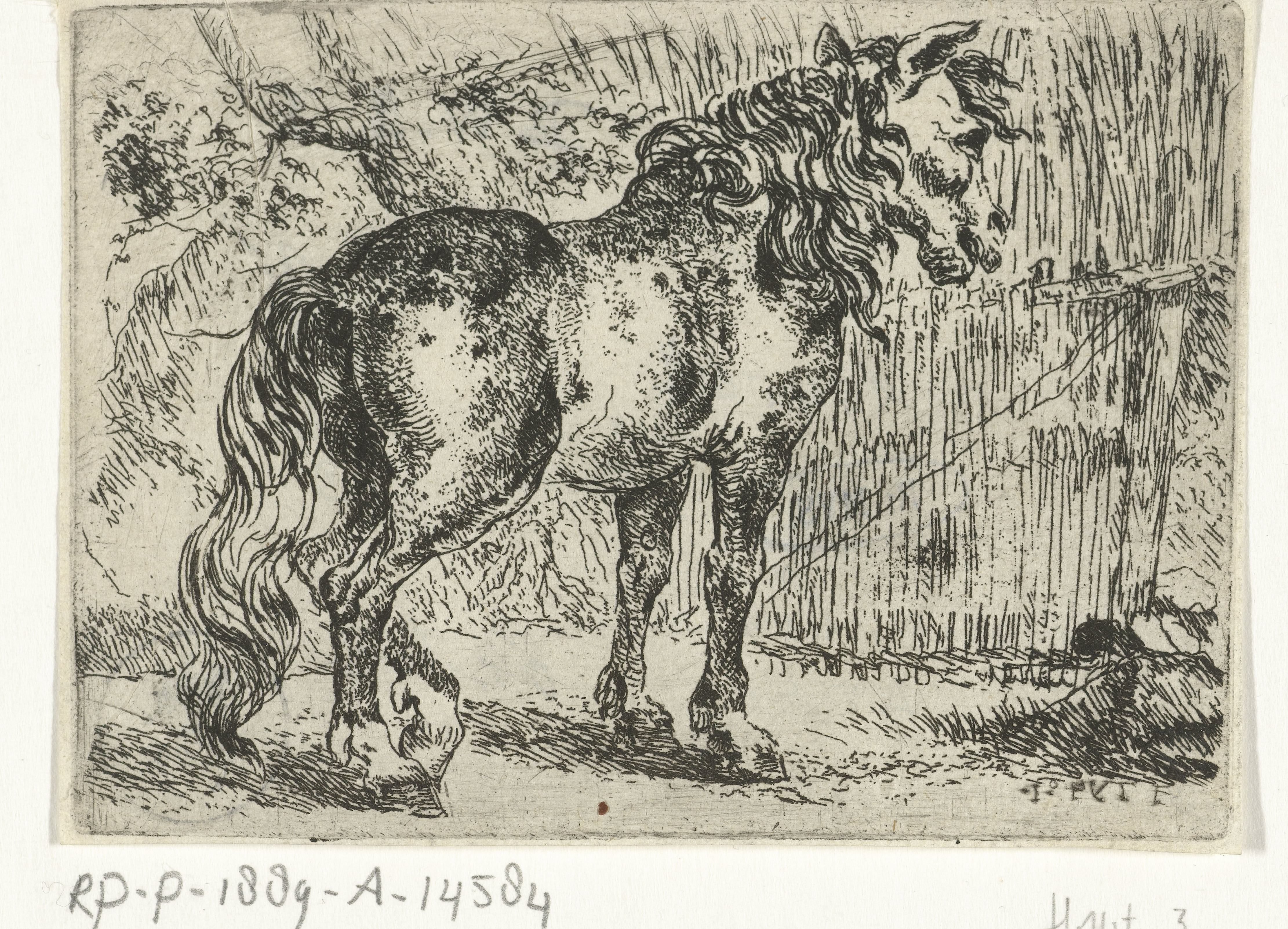 Paard