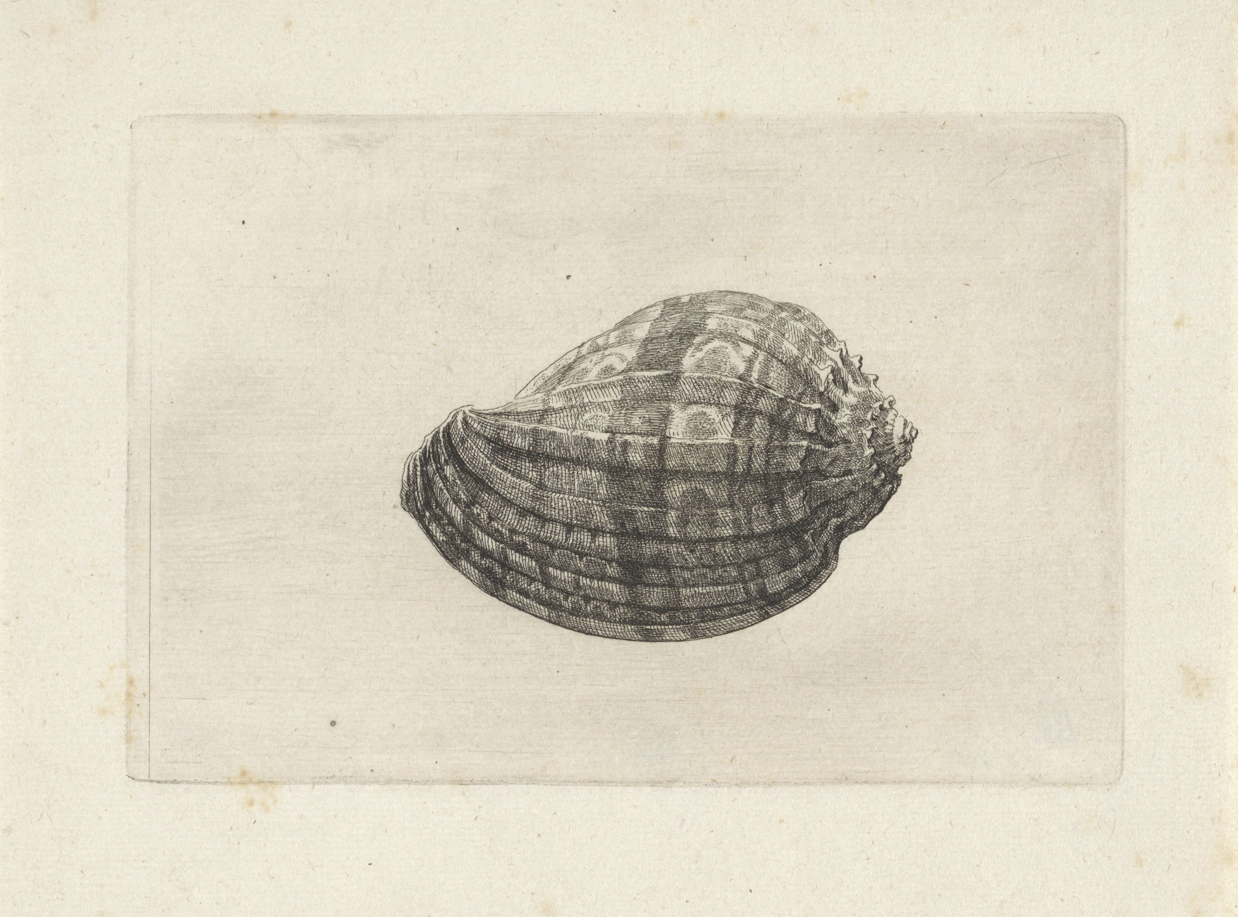 Schelp, harpa major
