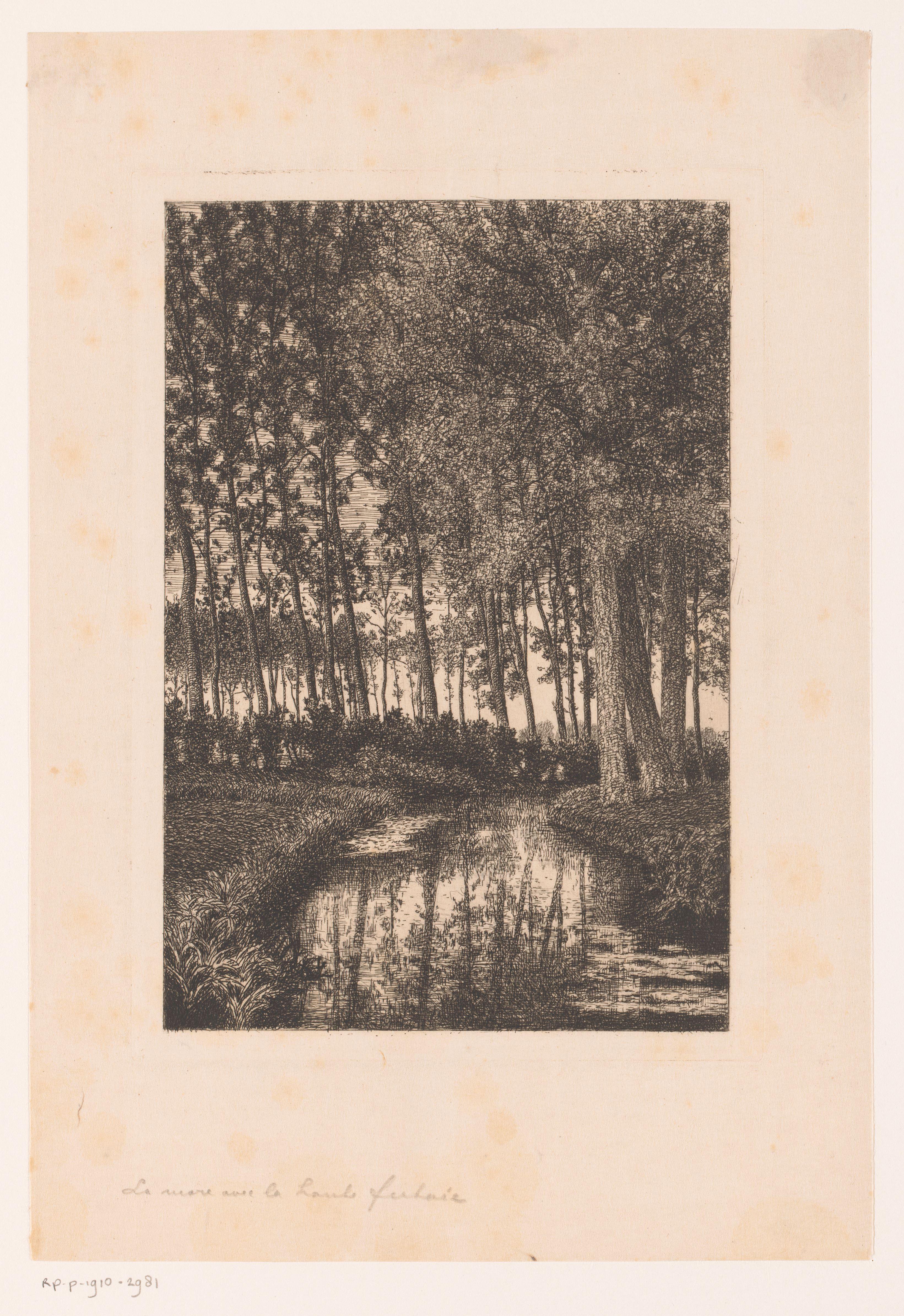 Hoge bomen aan het water
