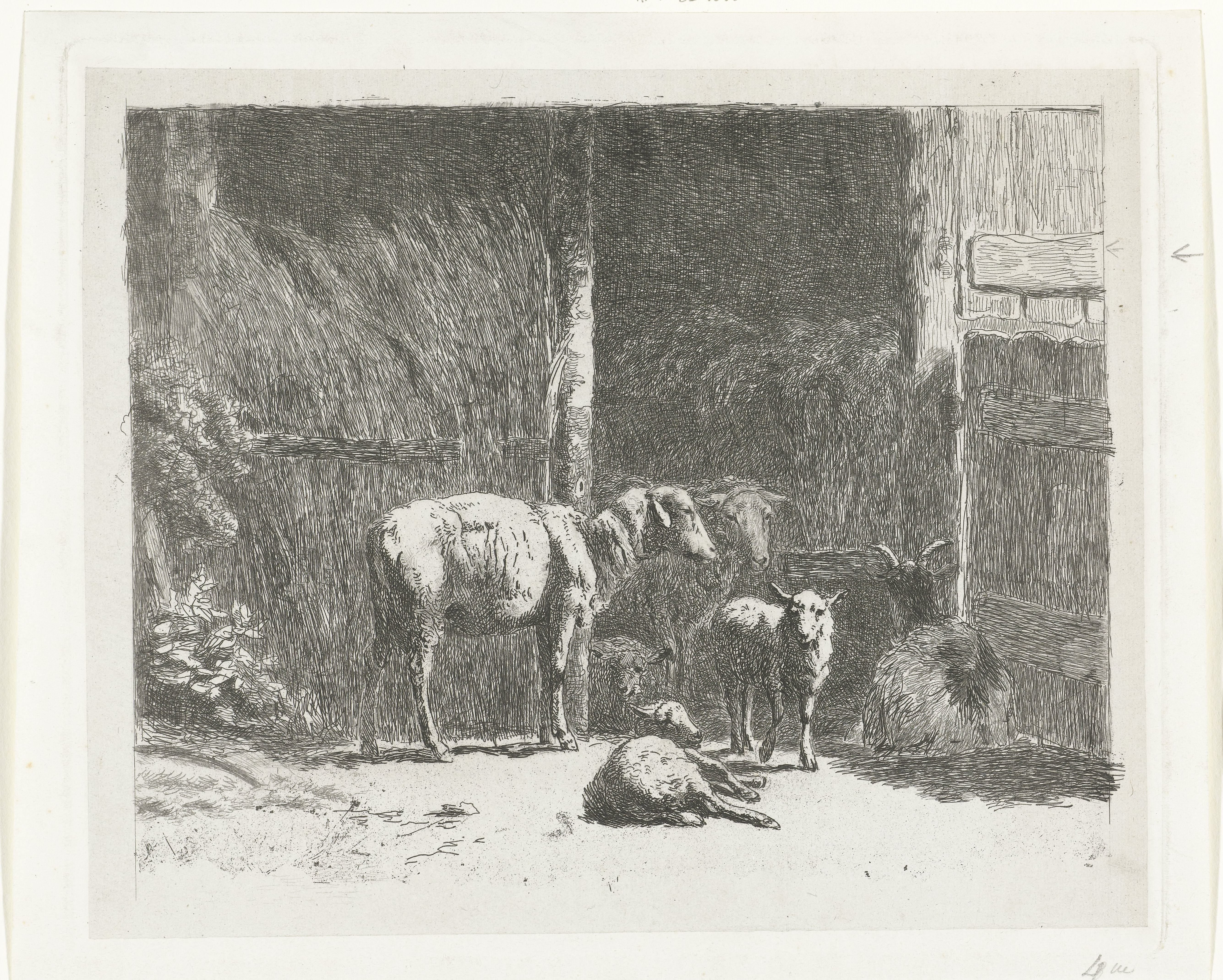 Schapen en lammeren en liggende bok bij stal