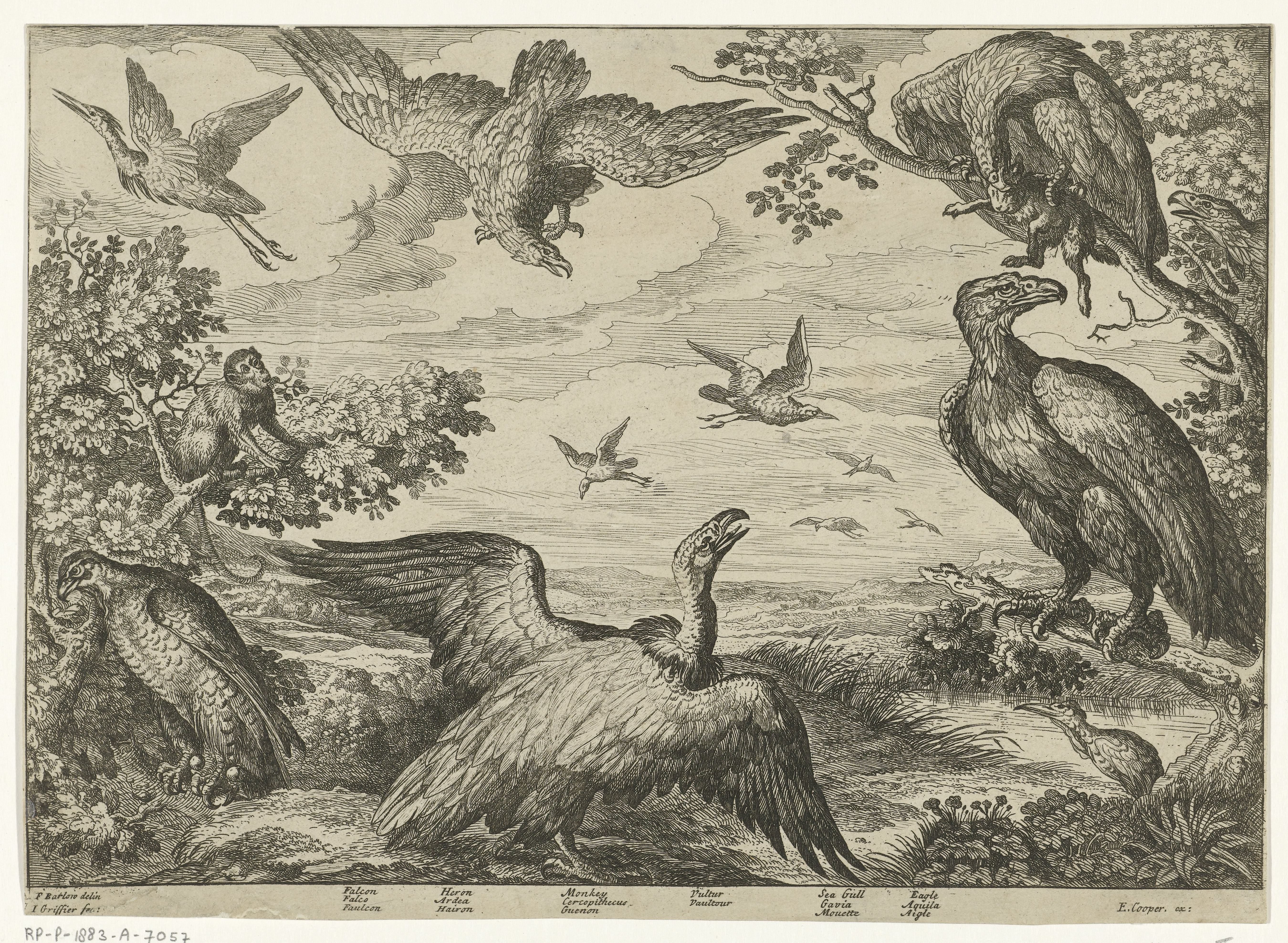 Verschillende vogels en een aap
