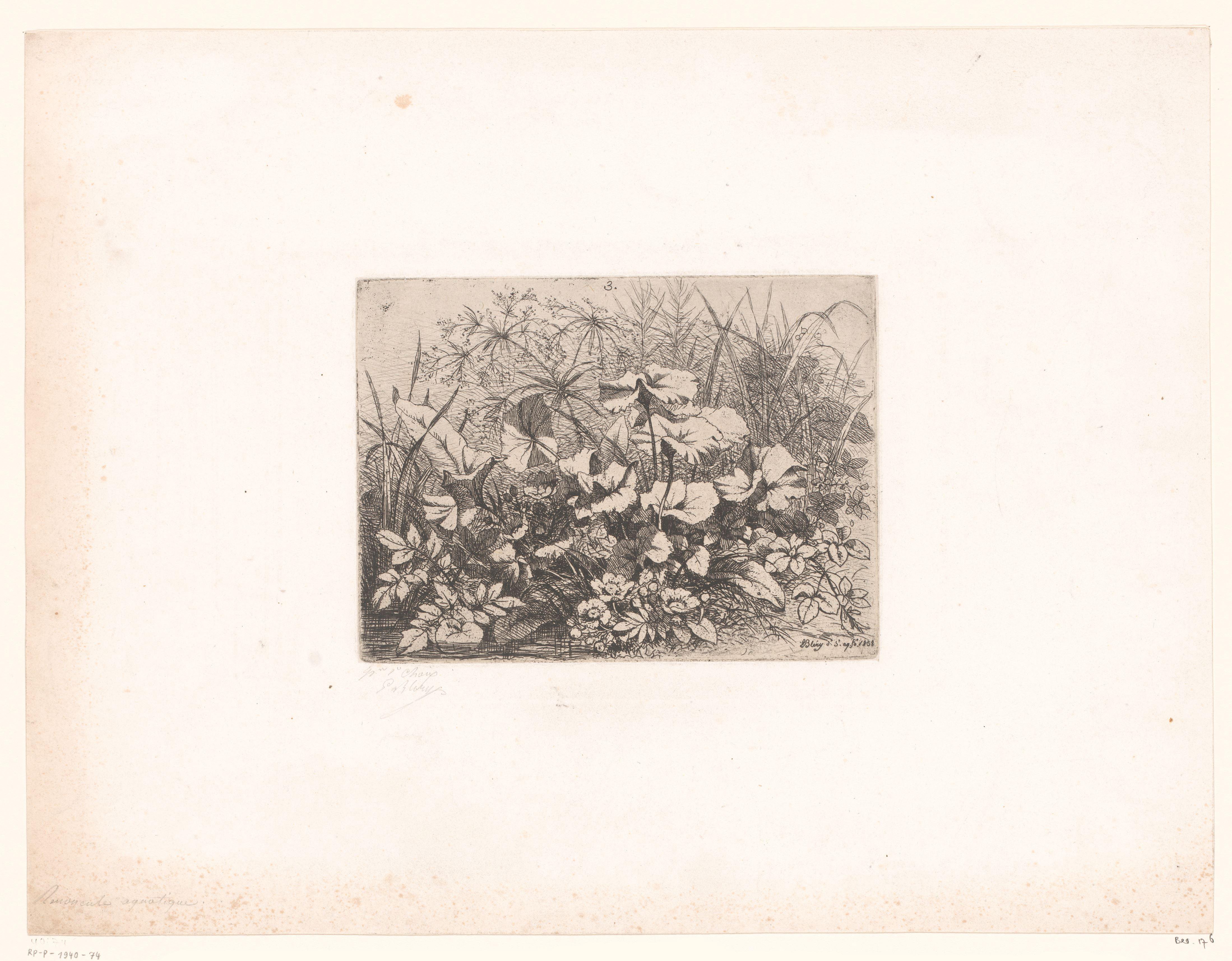 Berenklauw en andere planten aan de waterkant
