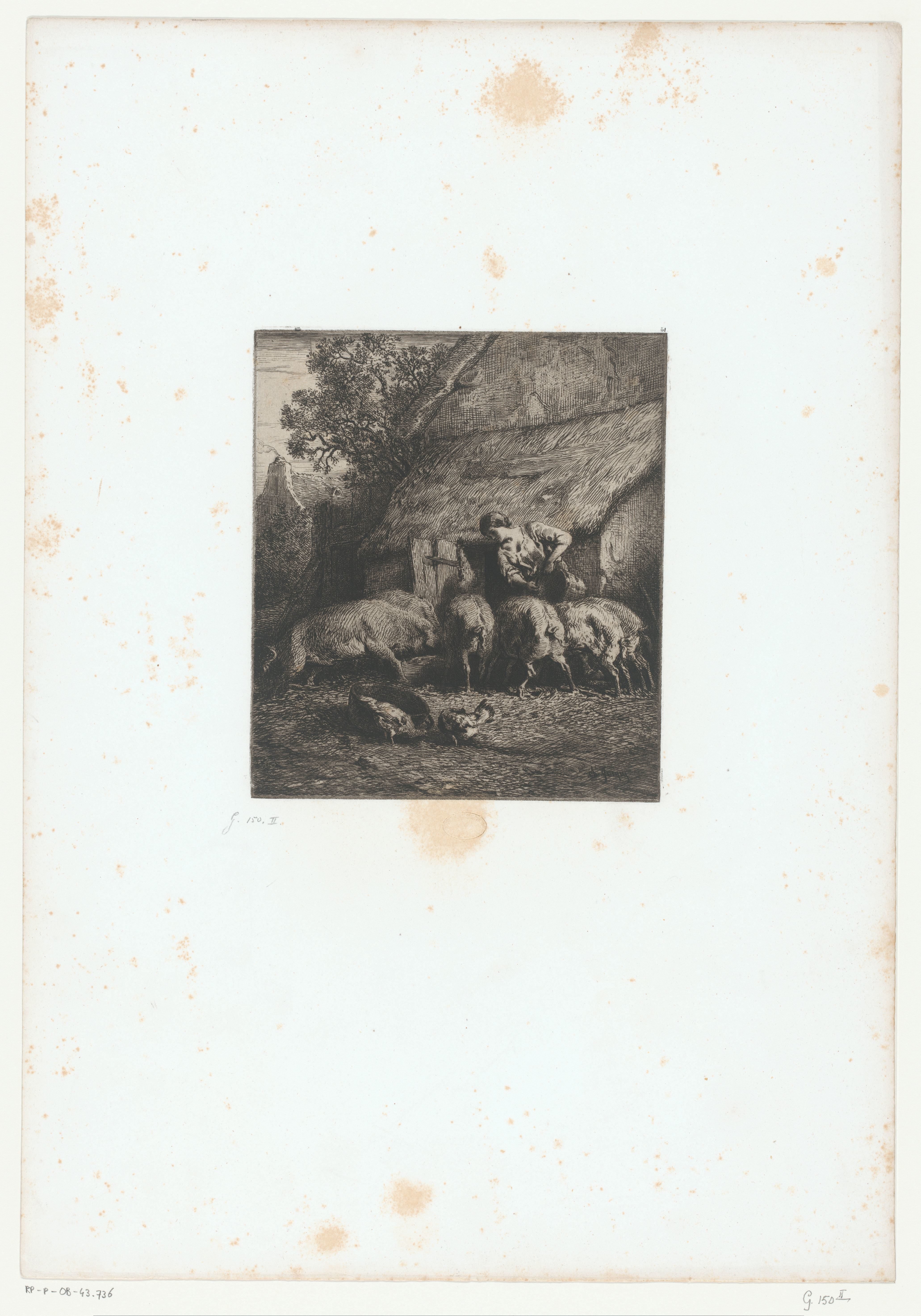 Boerin voedert varkens
