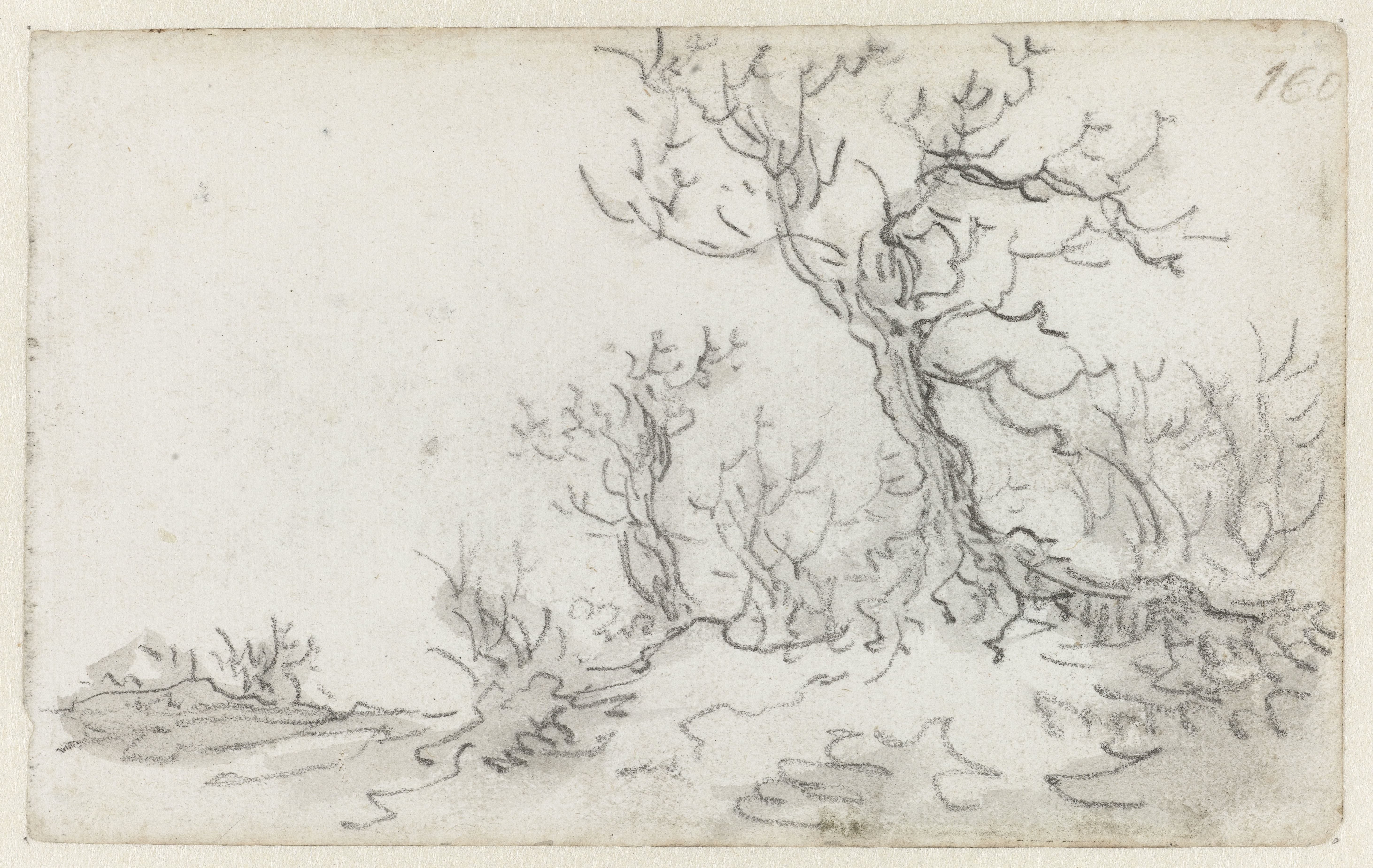 Bare Trees by a Road