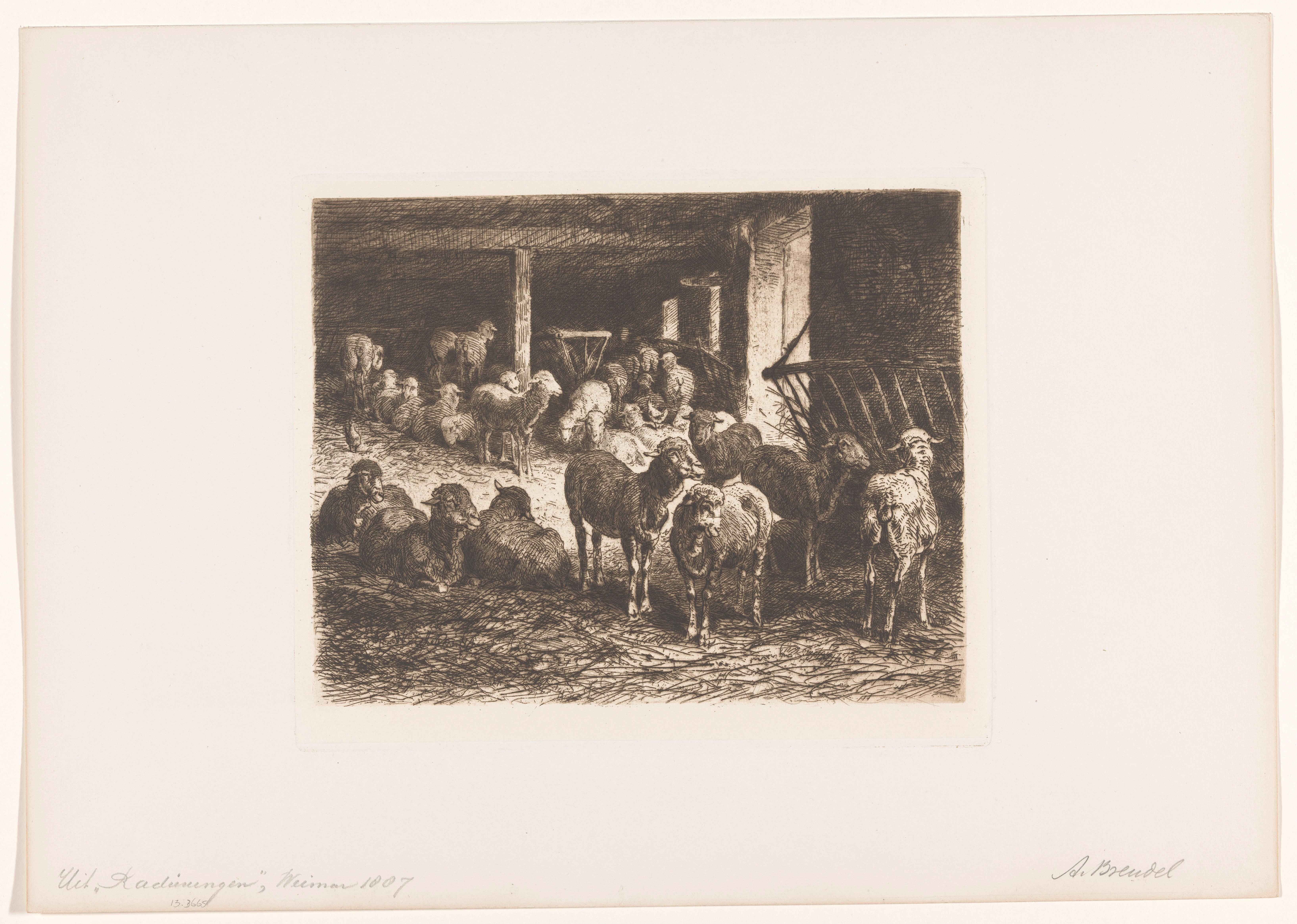 Schapen in een stal