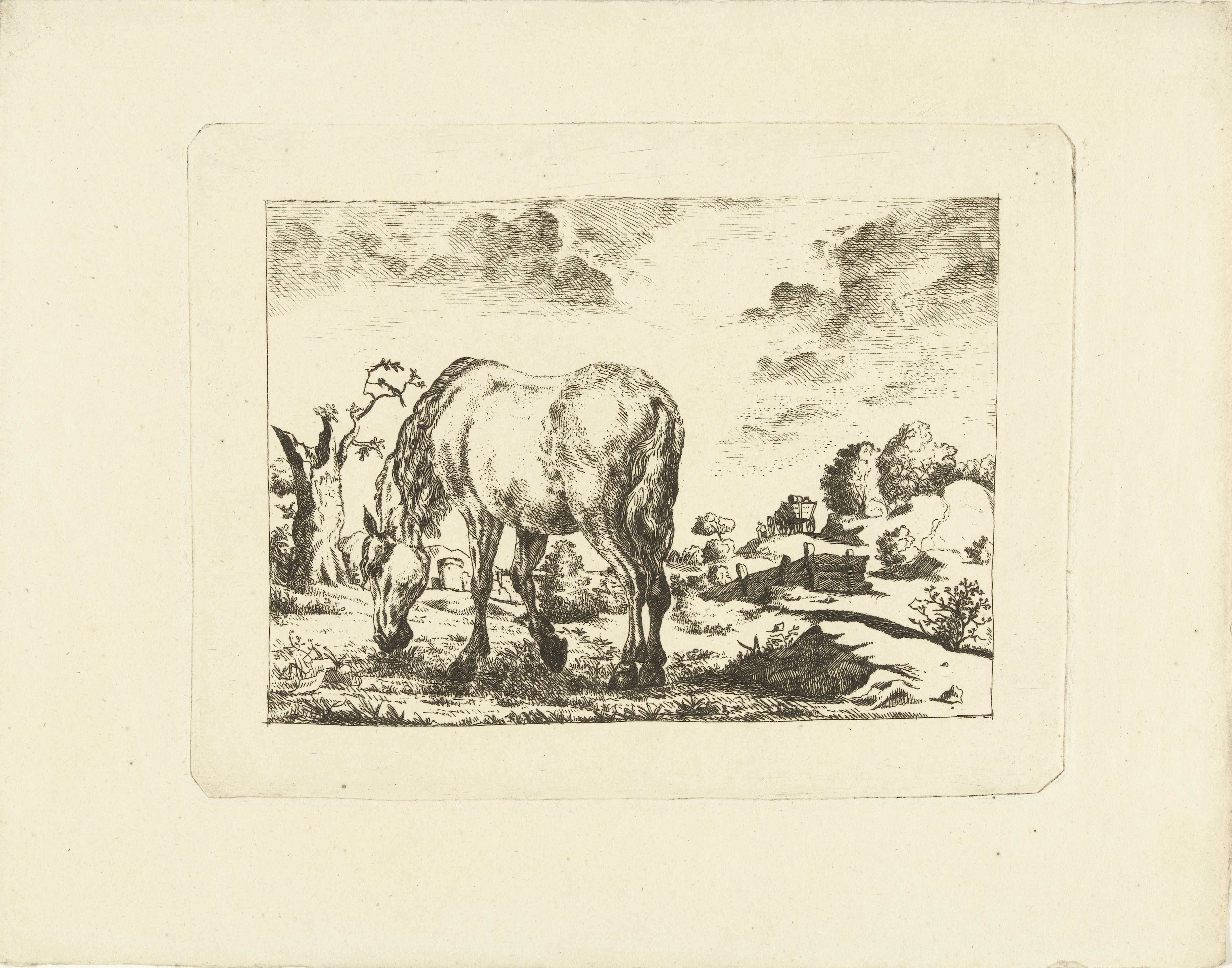 Paard in een weiland