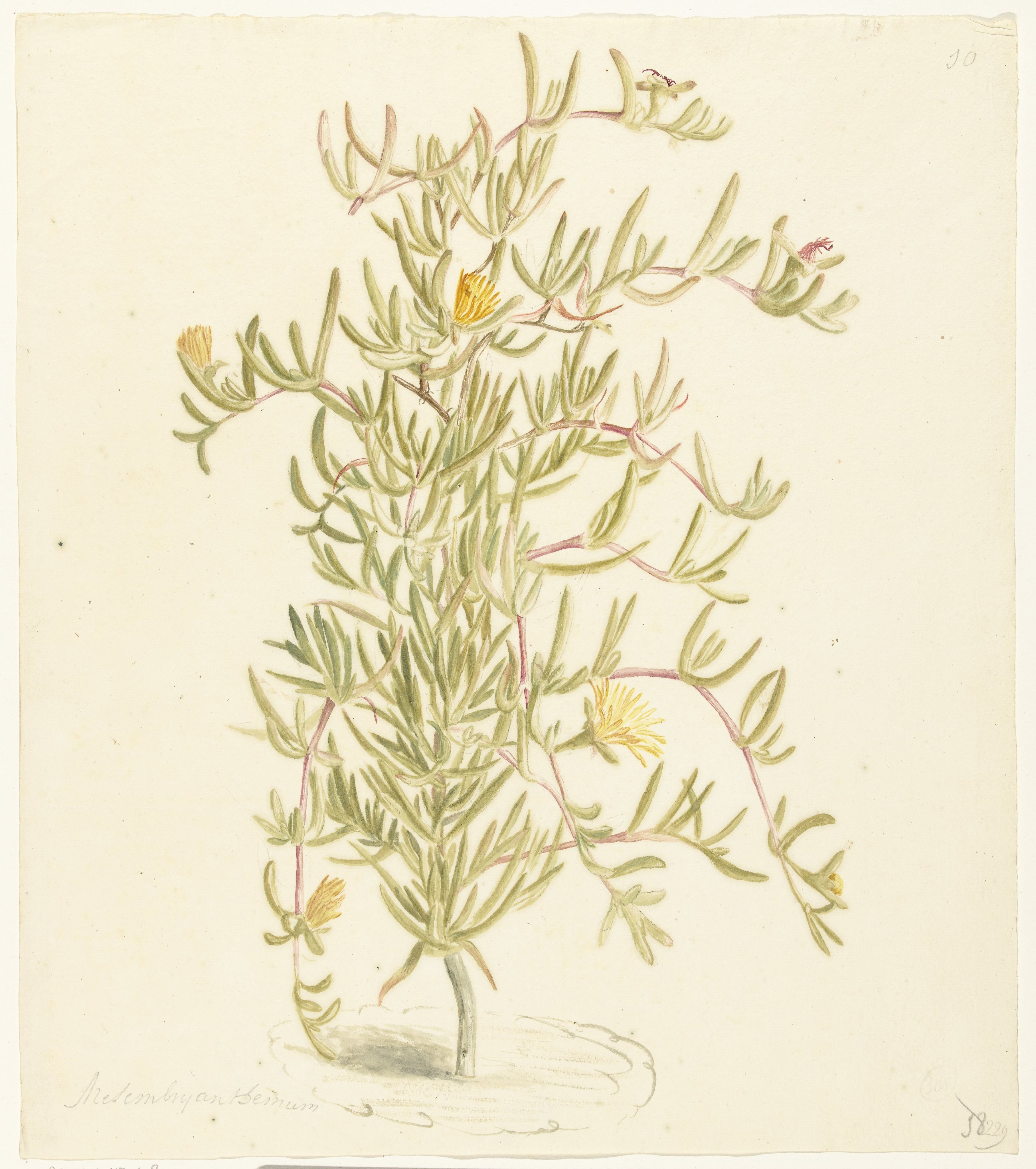 Bloeiende Mesembryanthemum uit de familie der Aizoaceae