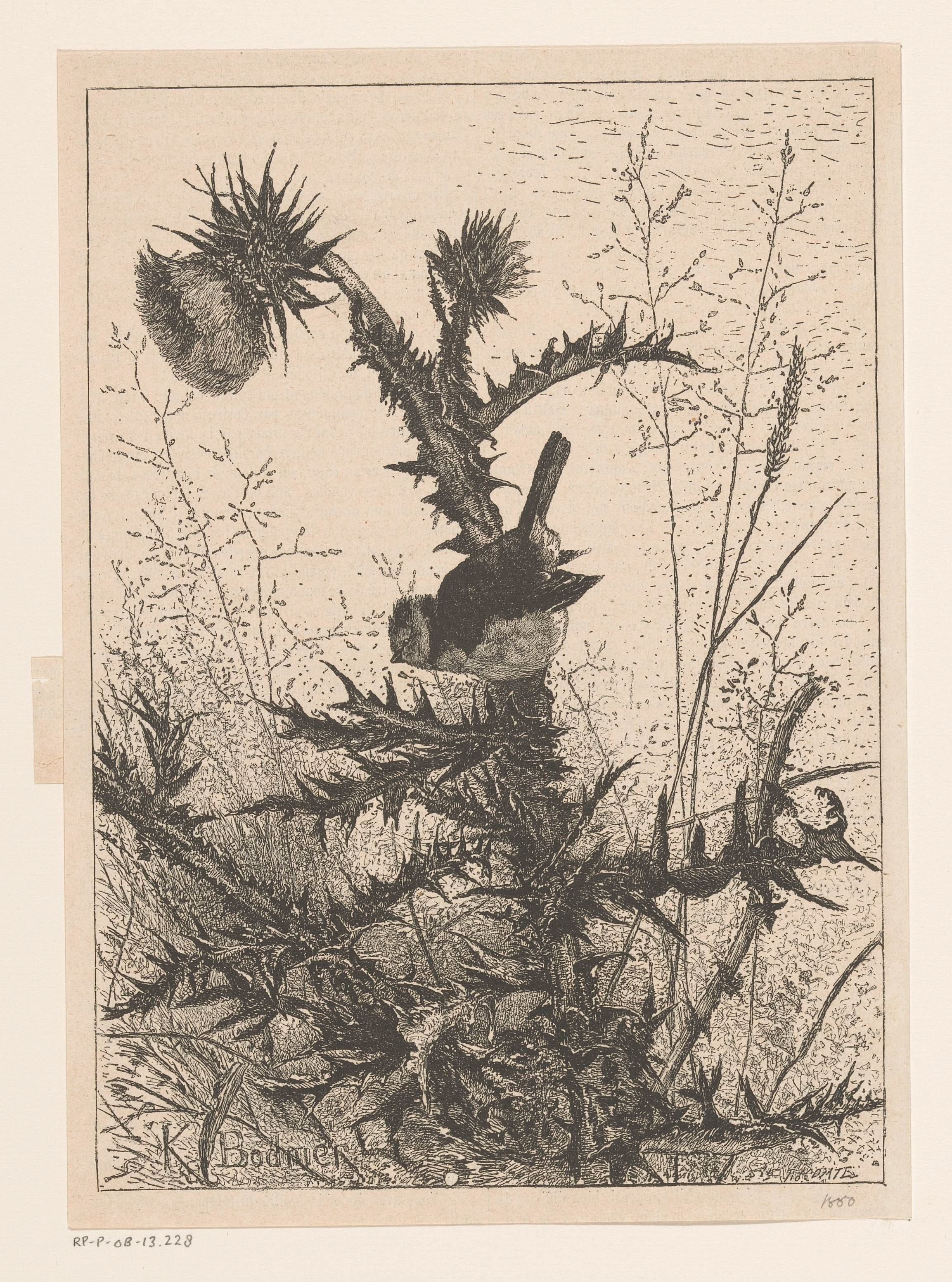 Vogel op een distel