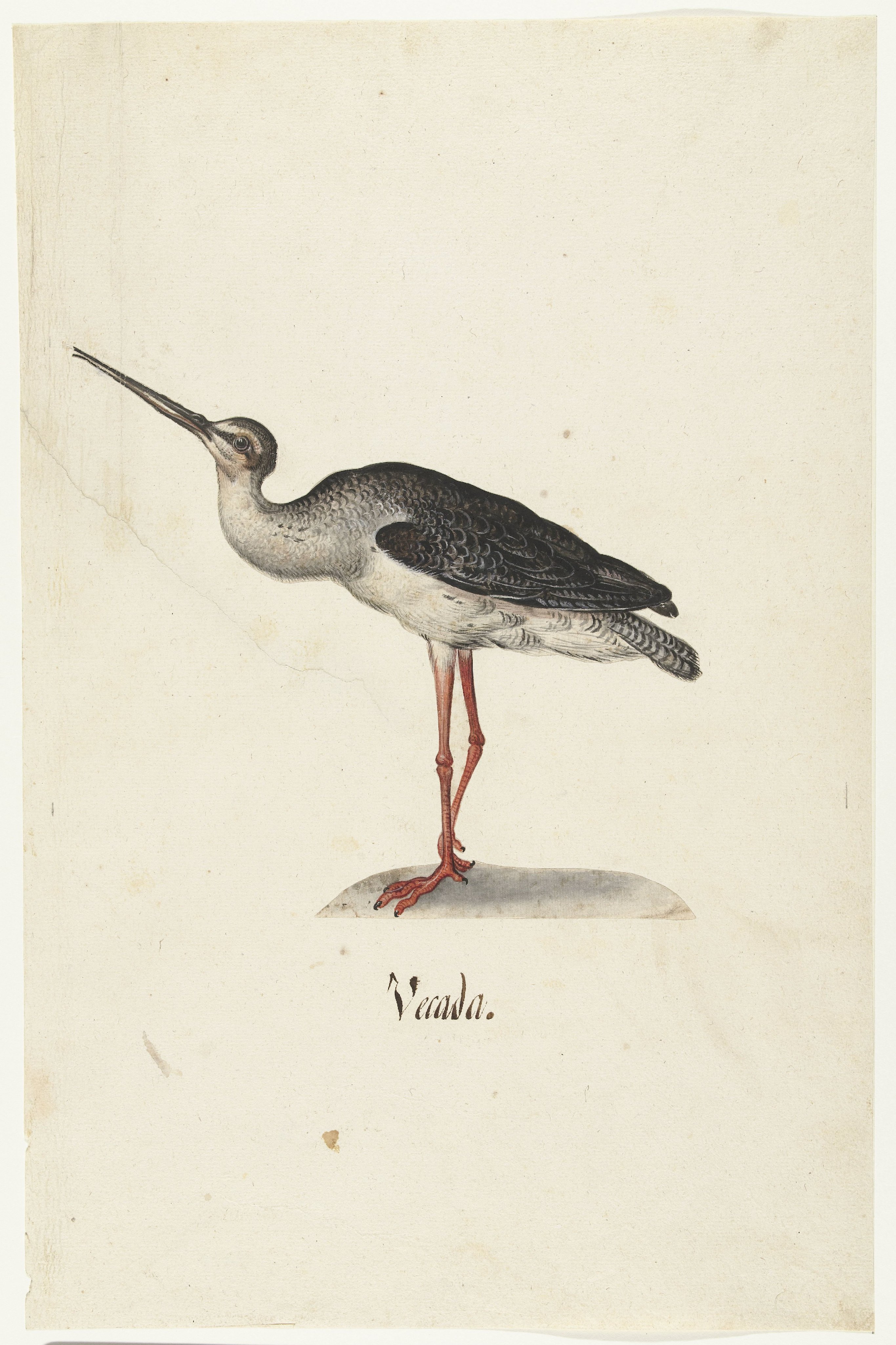 Zwarte Ruiter