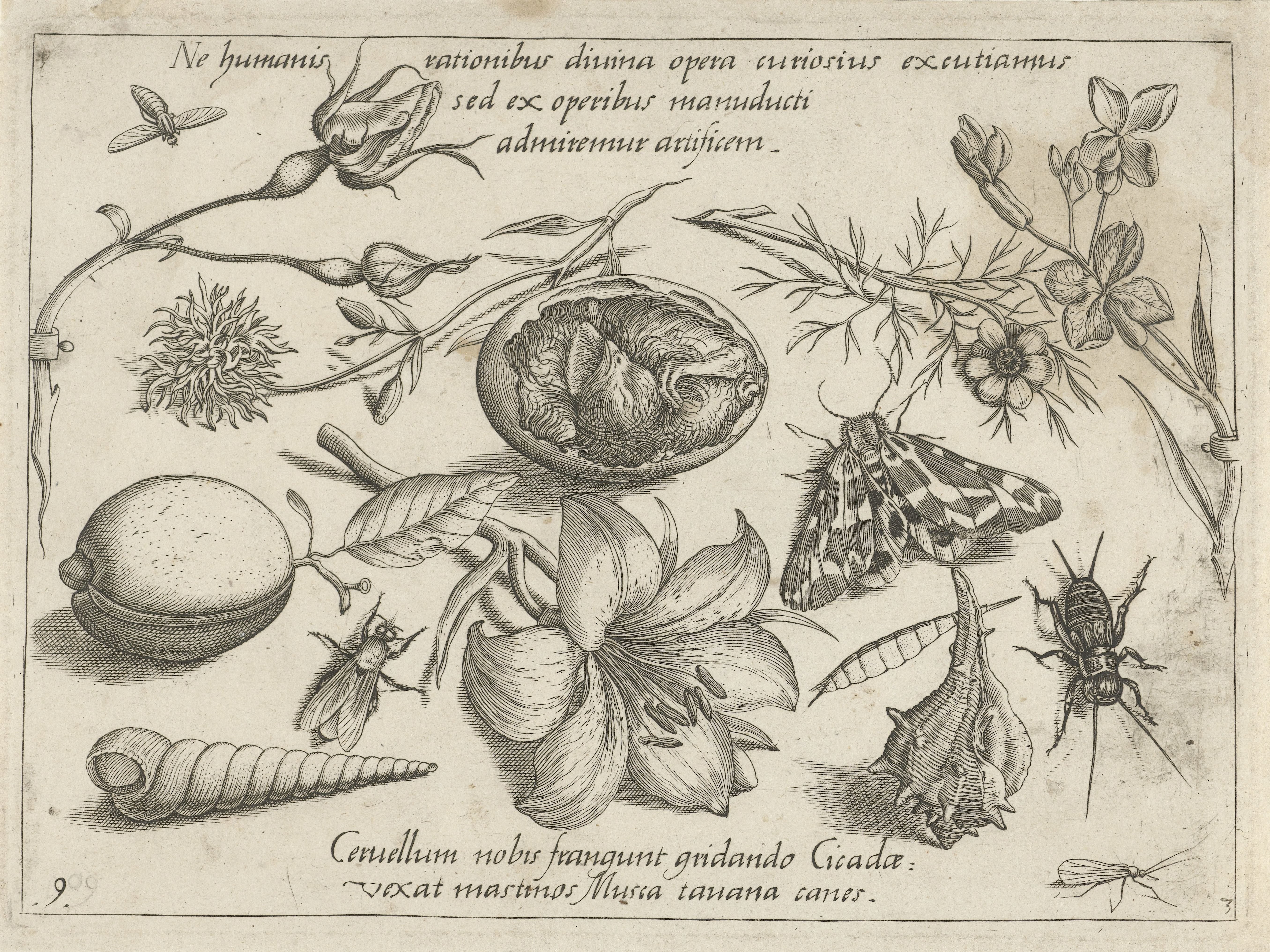 Insecten, planten en schelpen rond een kuiken in een ei