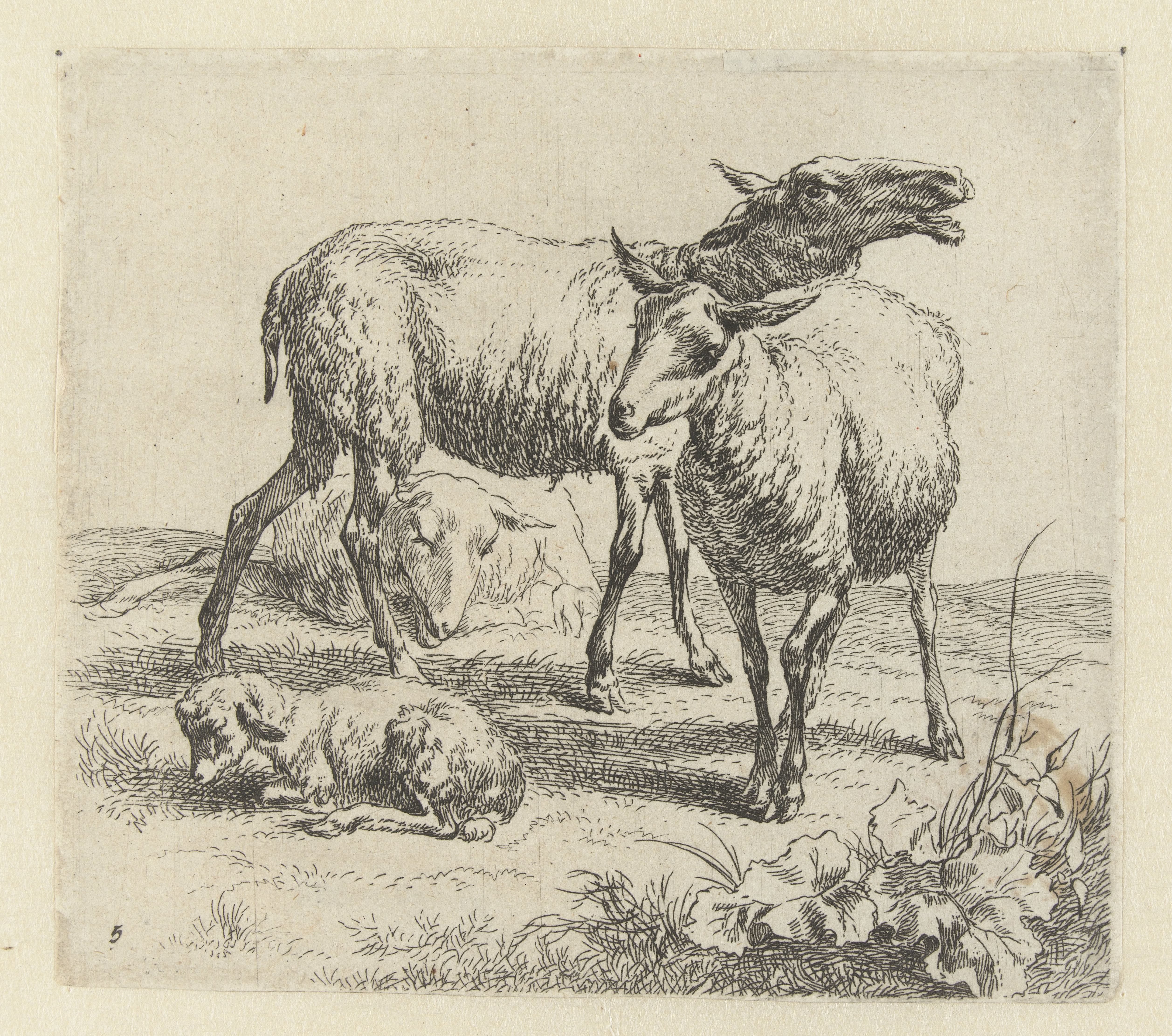 Blatend schaap tussen twee schapen en een lam