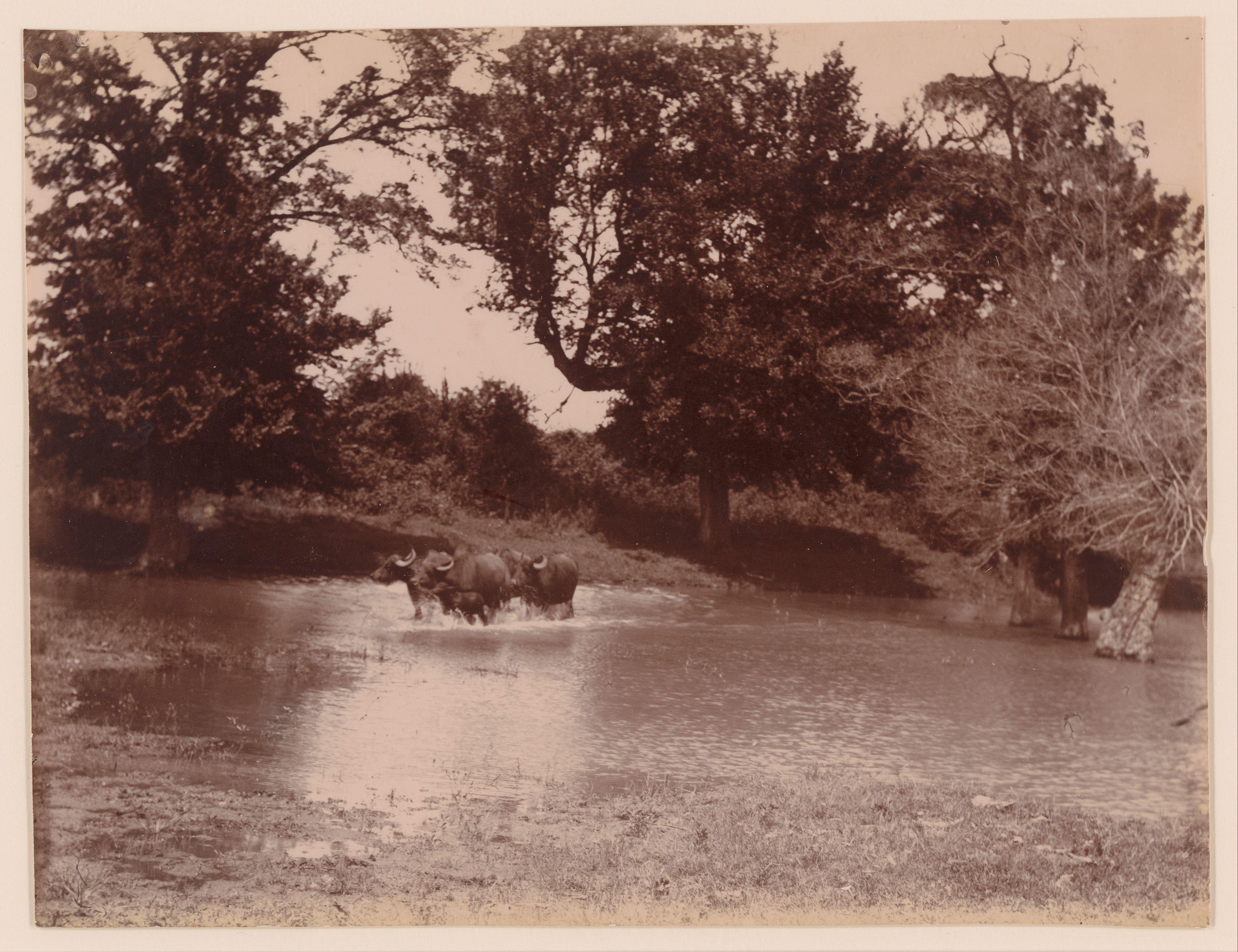 Buffels in een rivier of plas, nabij Mairano