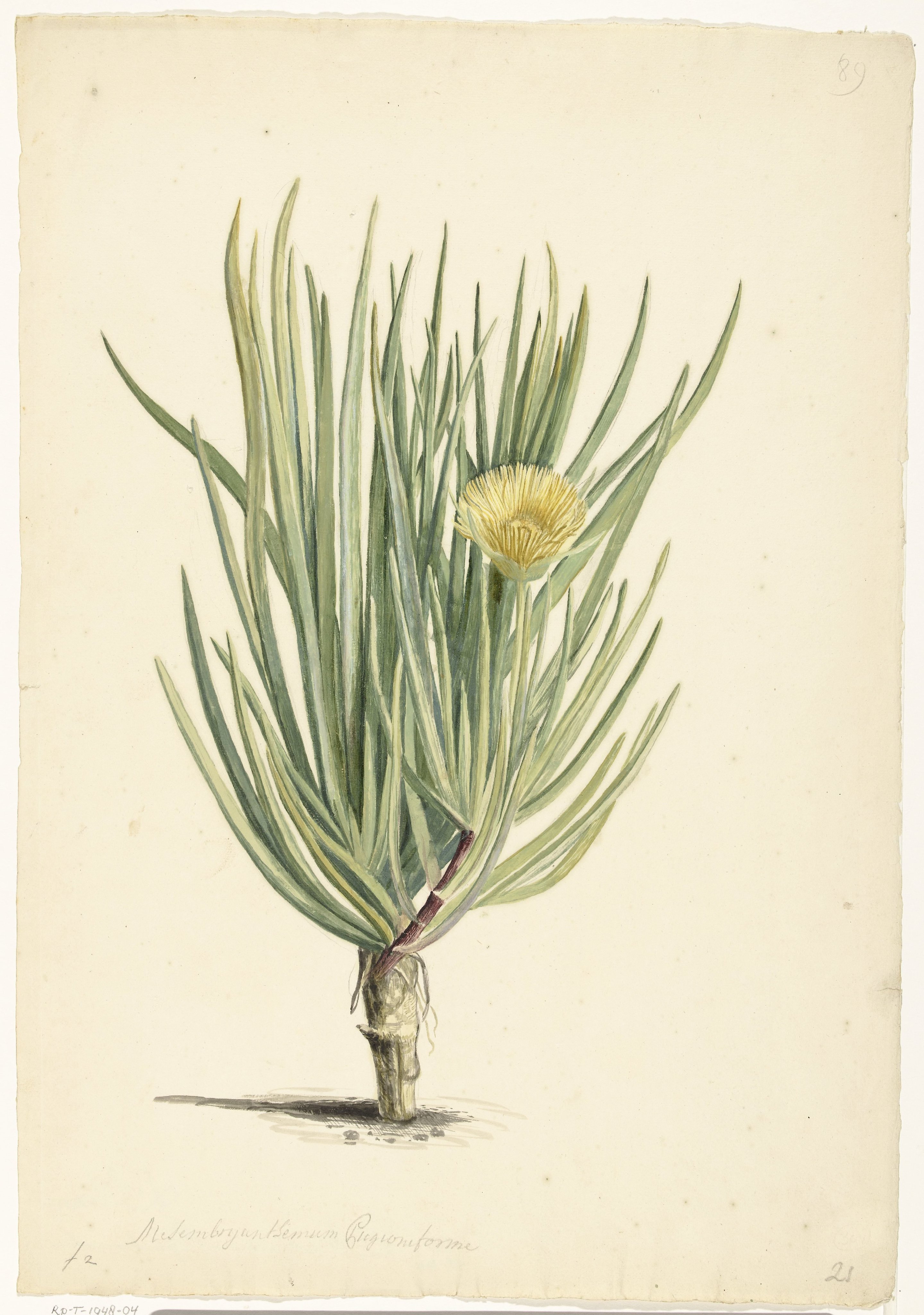 Narrow-leaved Iceplant in Bloom