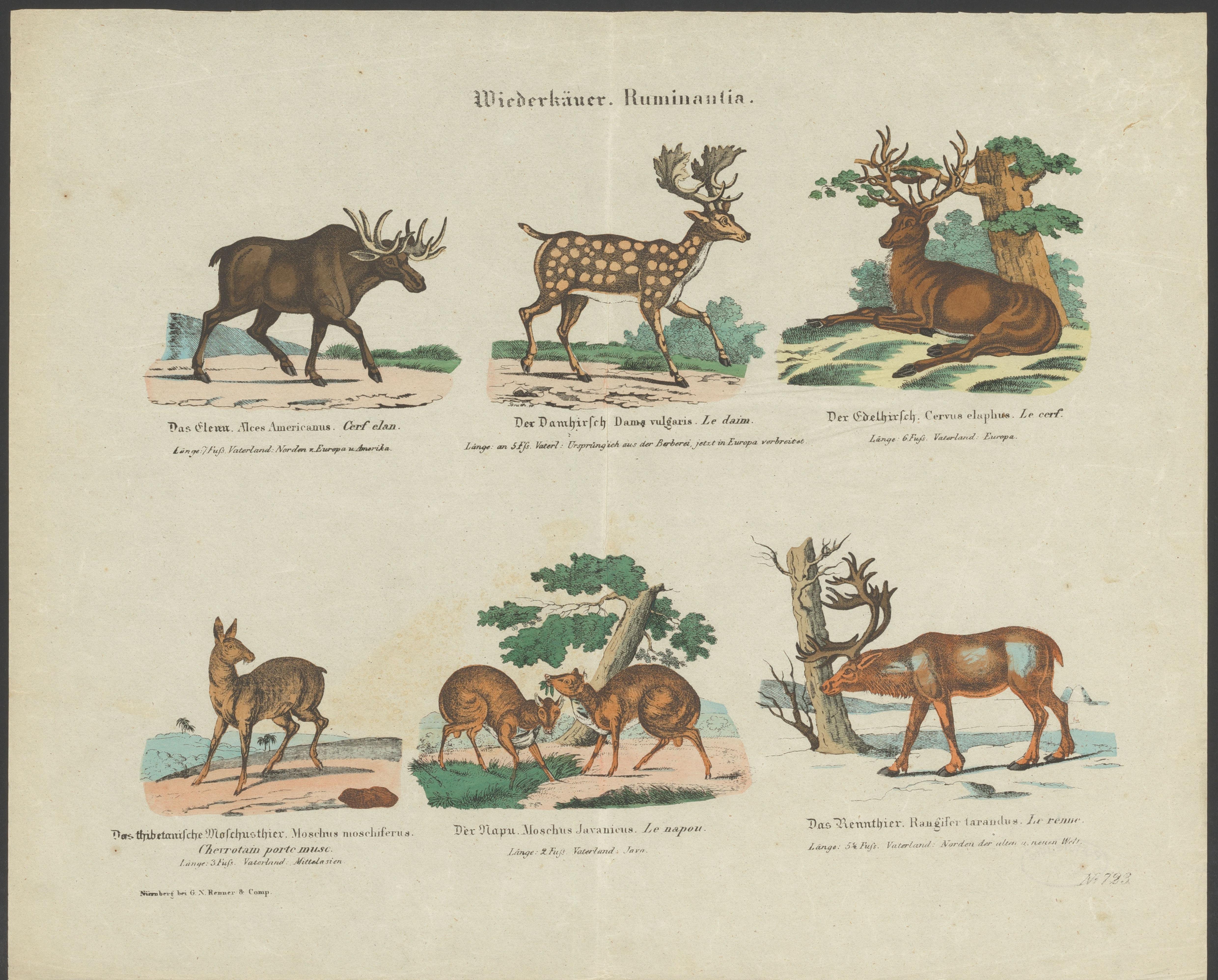 Soorten herten