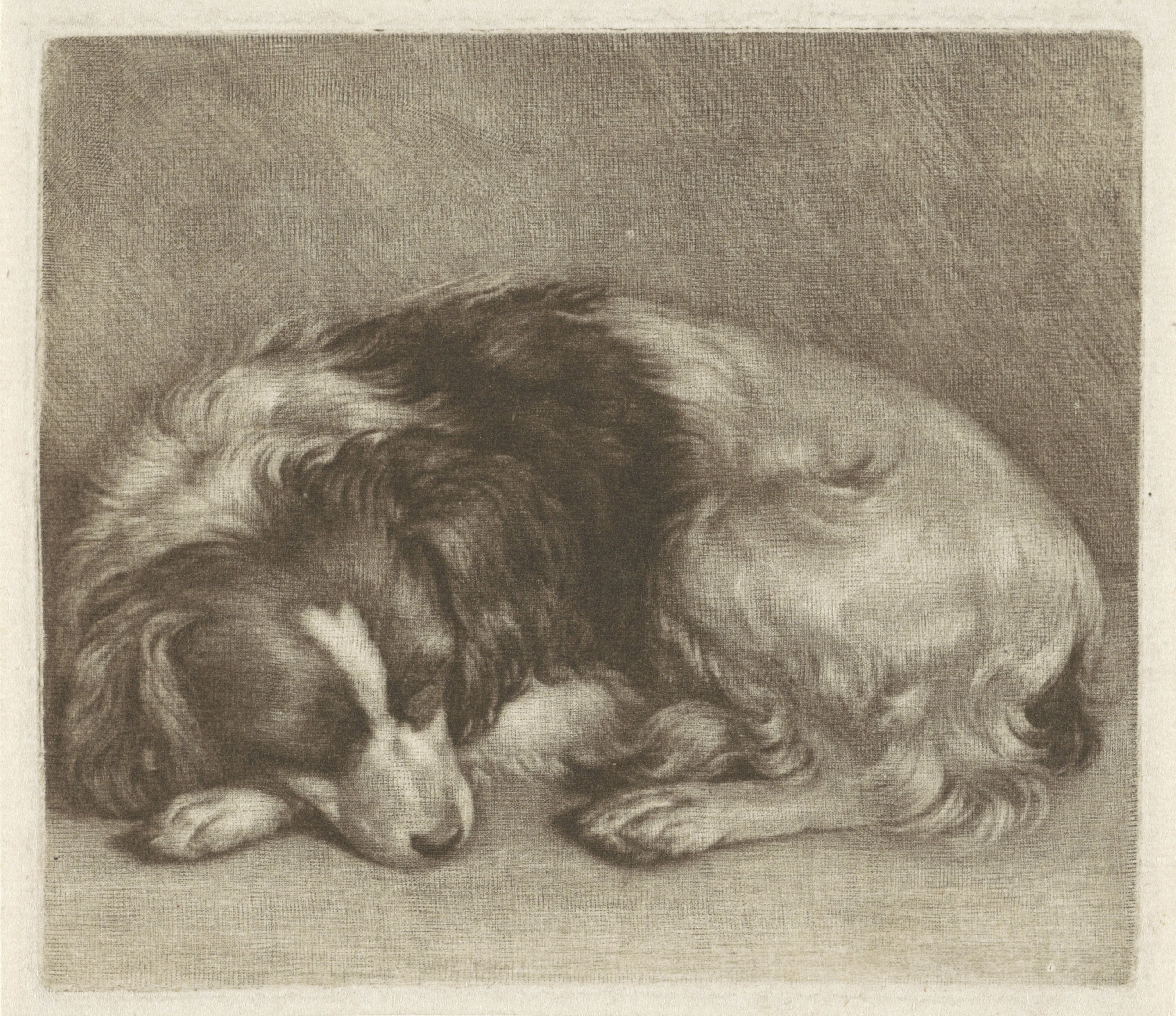 Slapende hond, mogelijk een spaniël