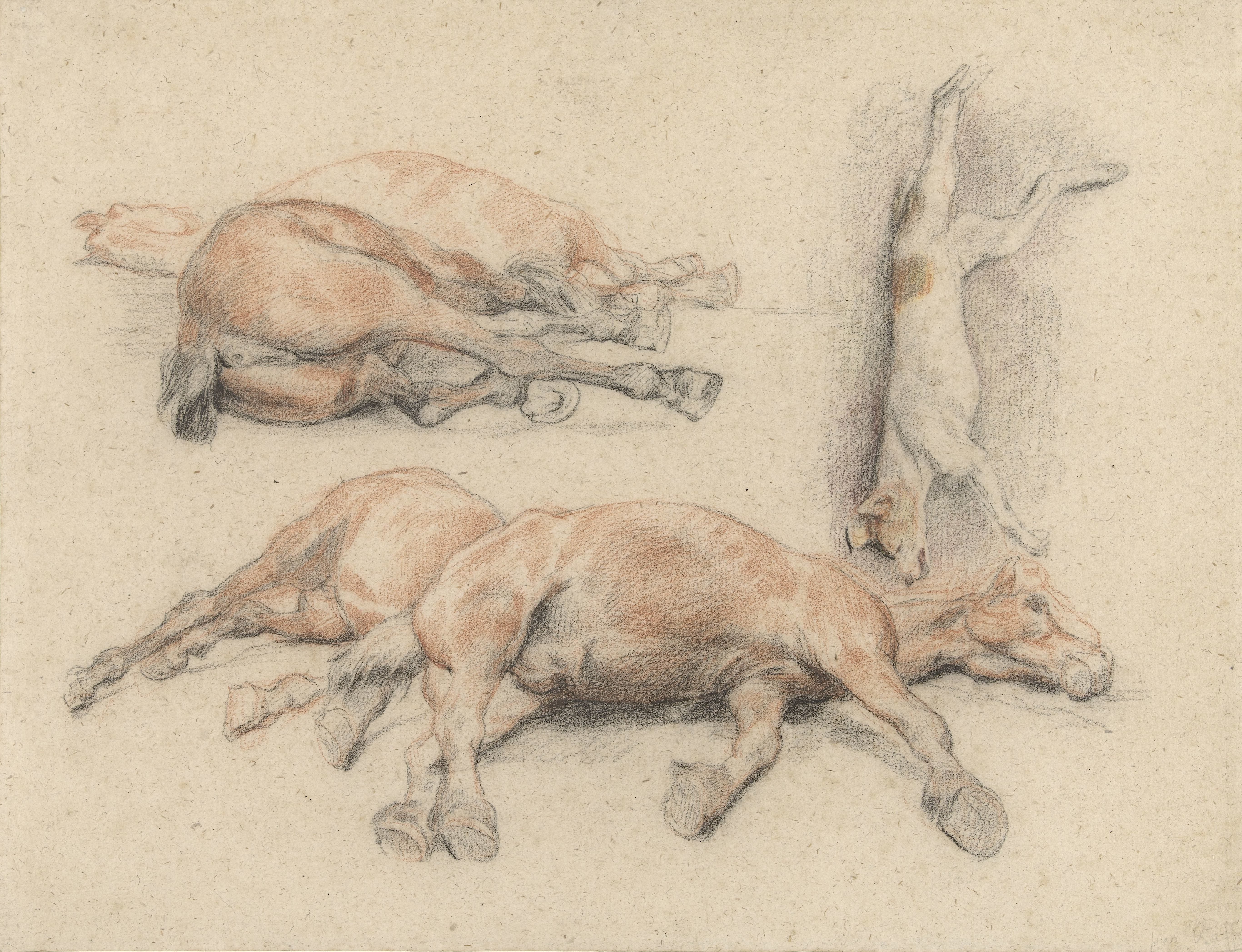 Studies van een paardenkadaver en een dode opgehangen hond
