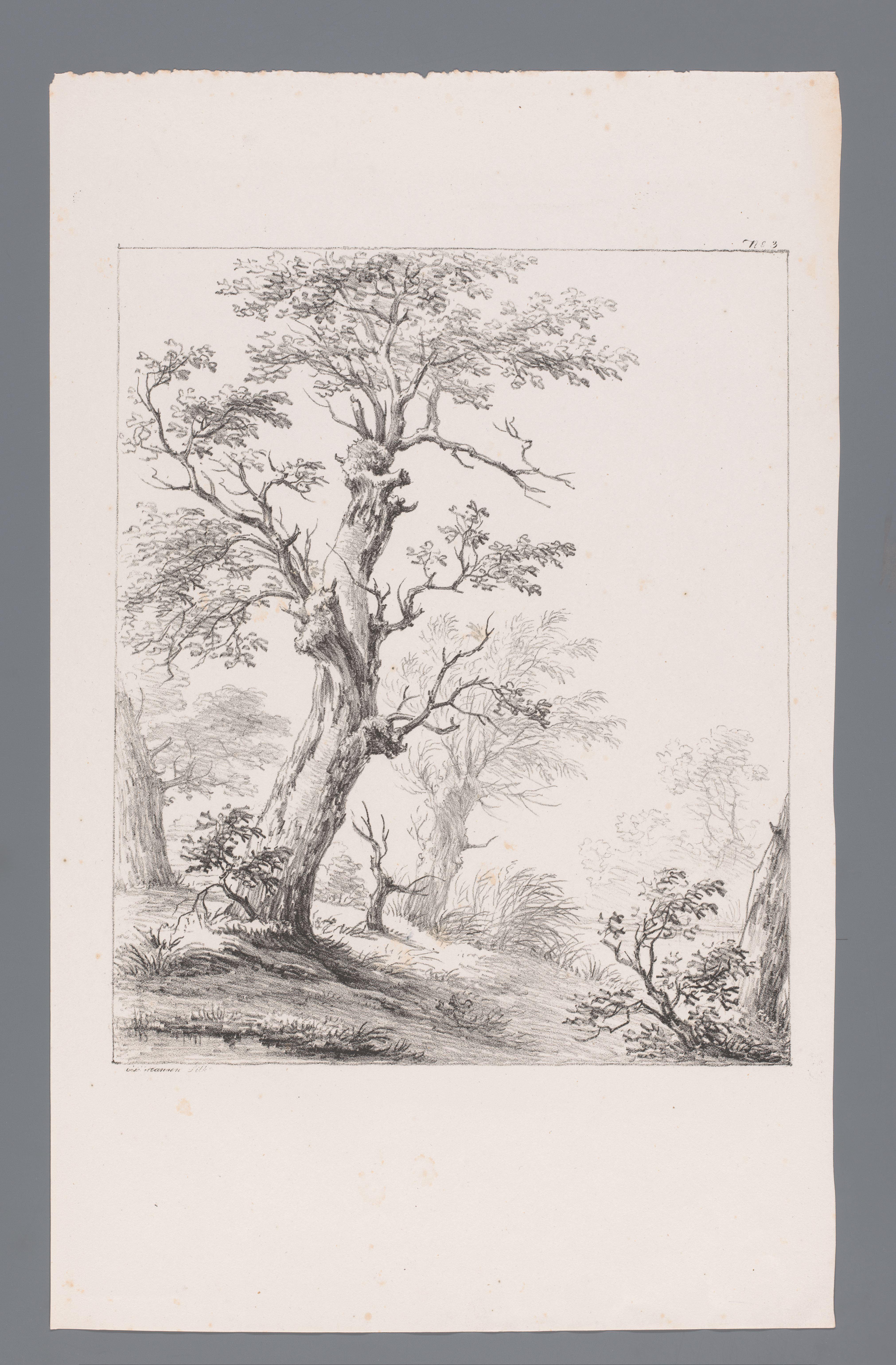Landschap met bomen en struikgewas