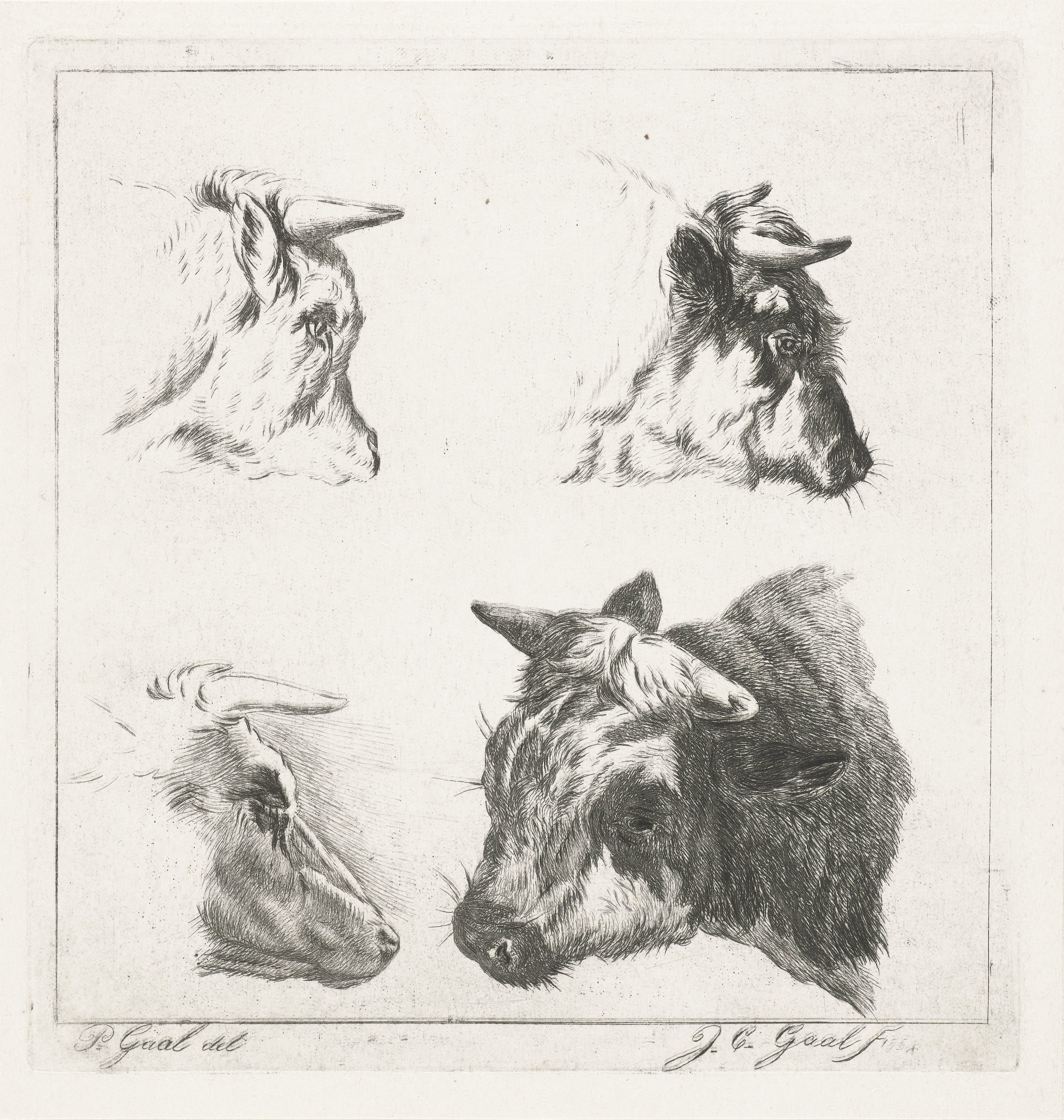 Drie koeienkoppen
