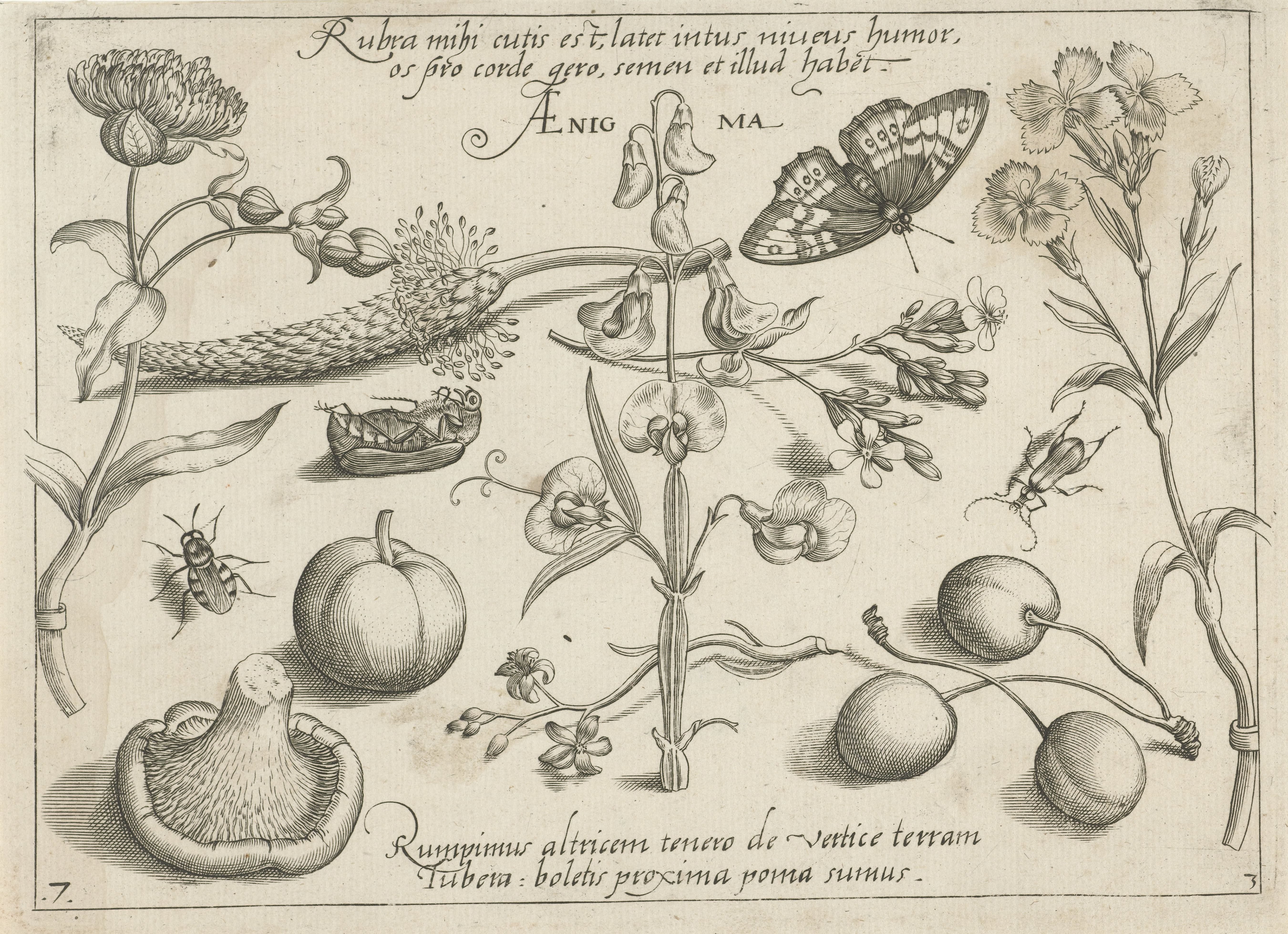 Insecten, planten en vruchten rond een pronkerwt