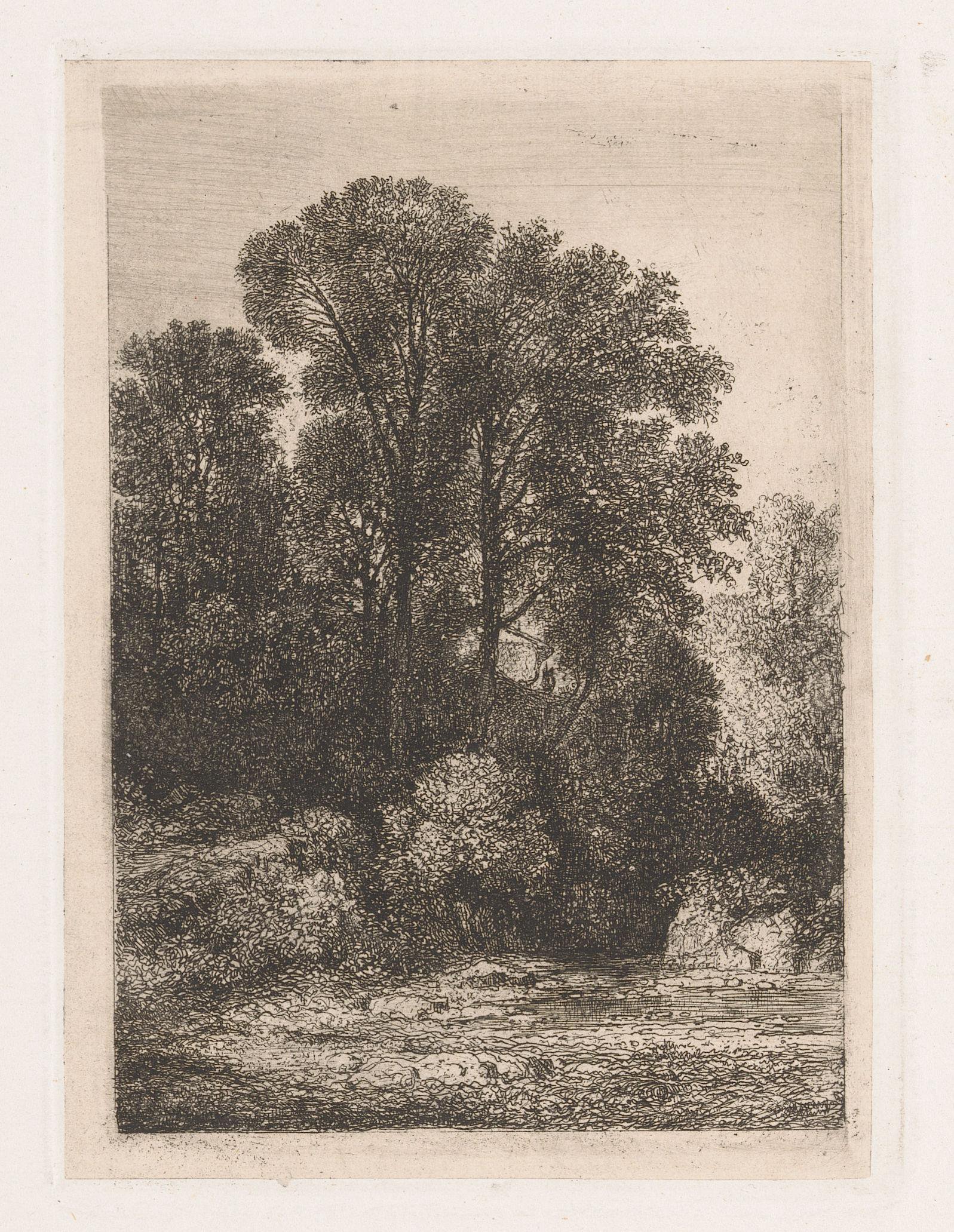 Bomen langs de oever van een beek