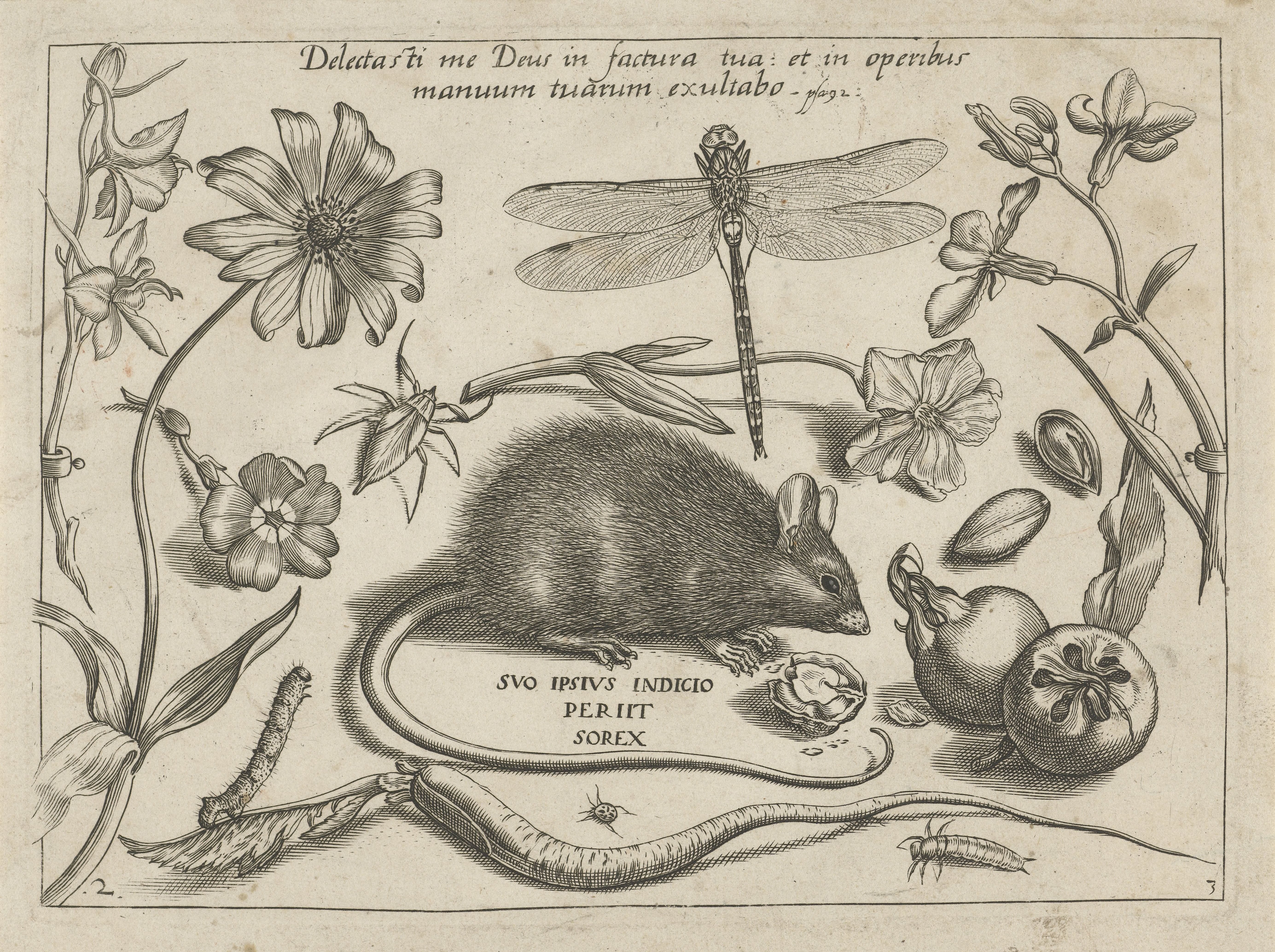 Insecten, planten en vruchten rond een rat