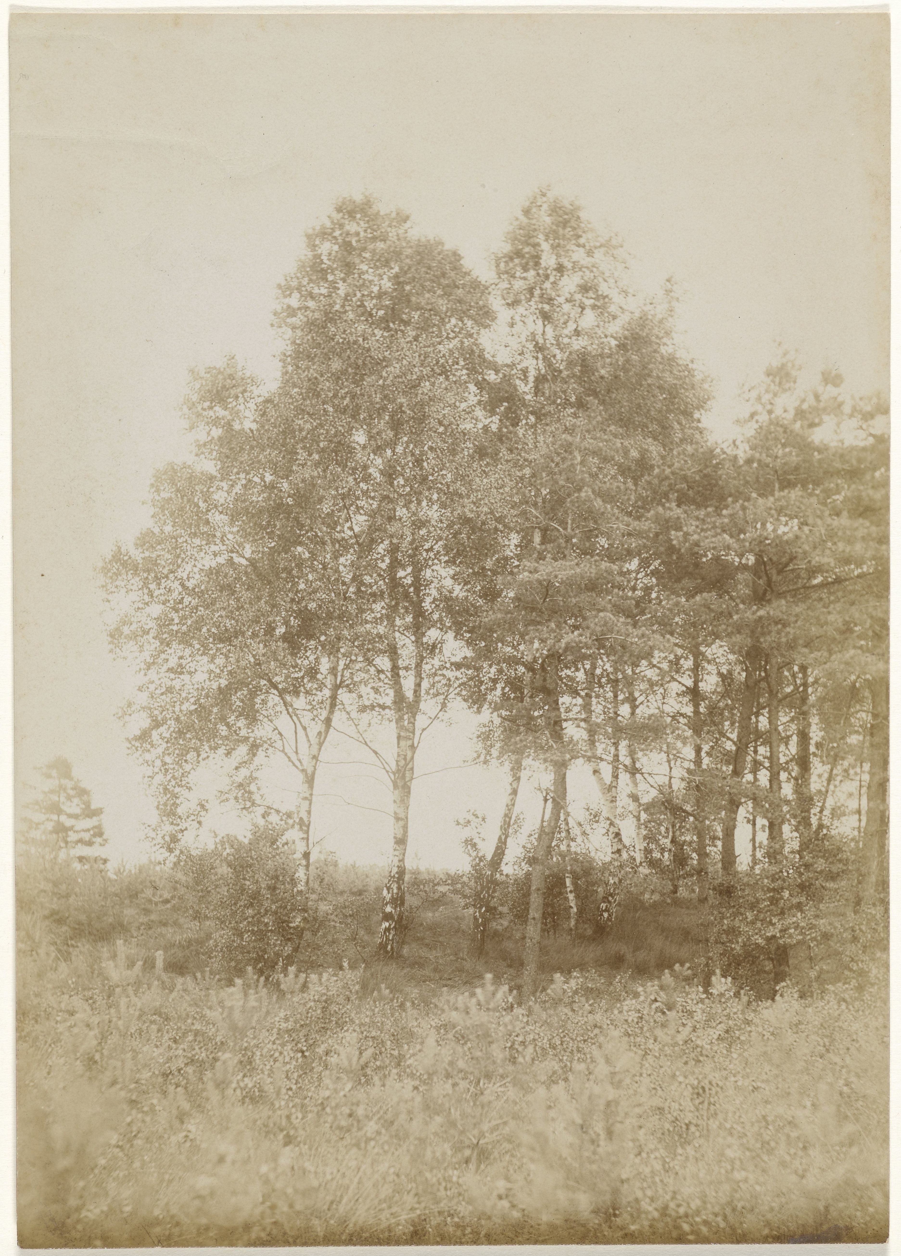 Landschap met bomen