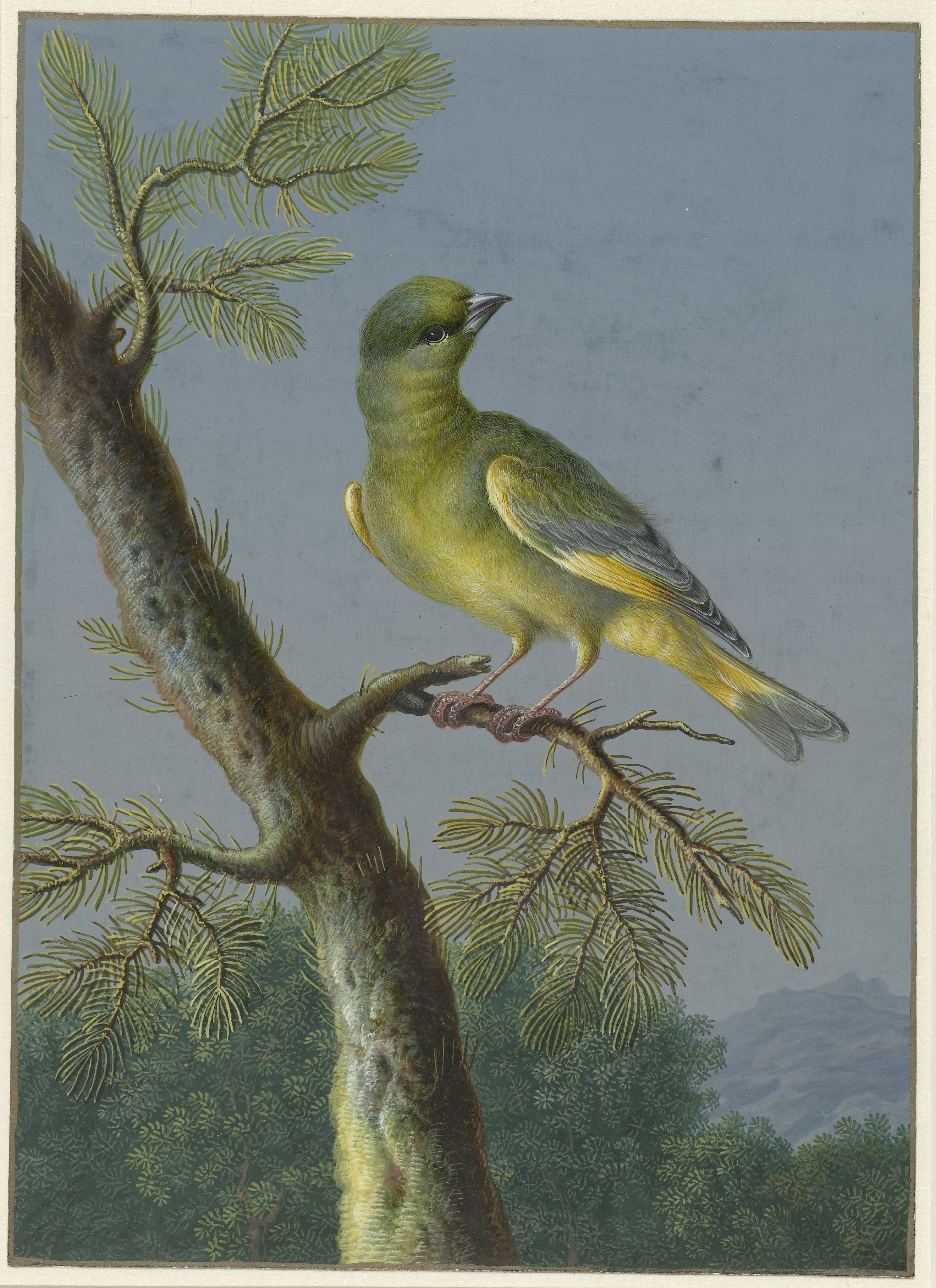 Groenling