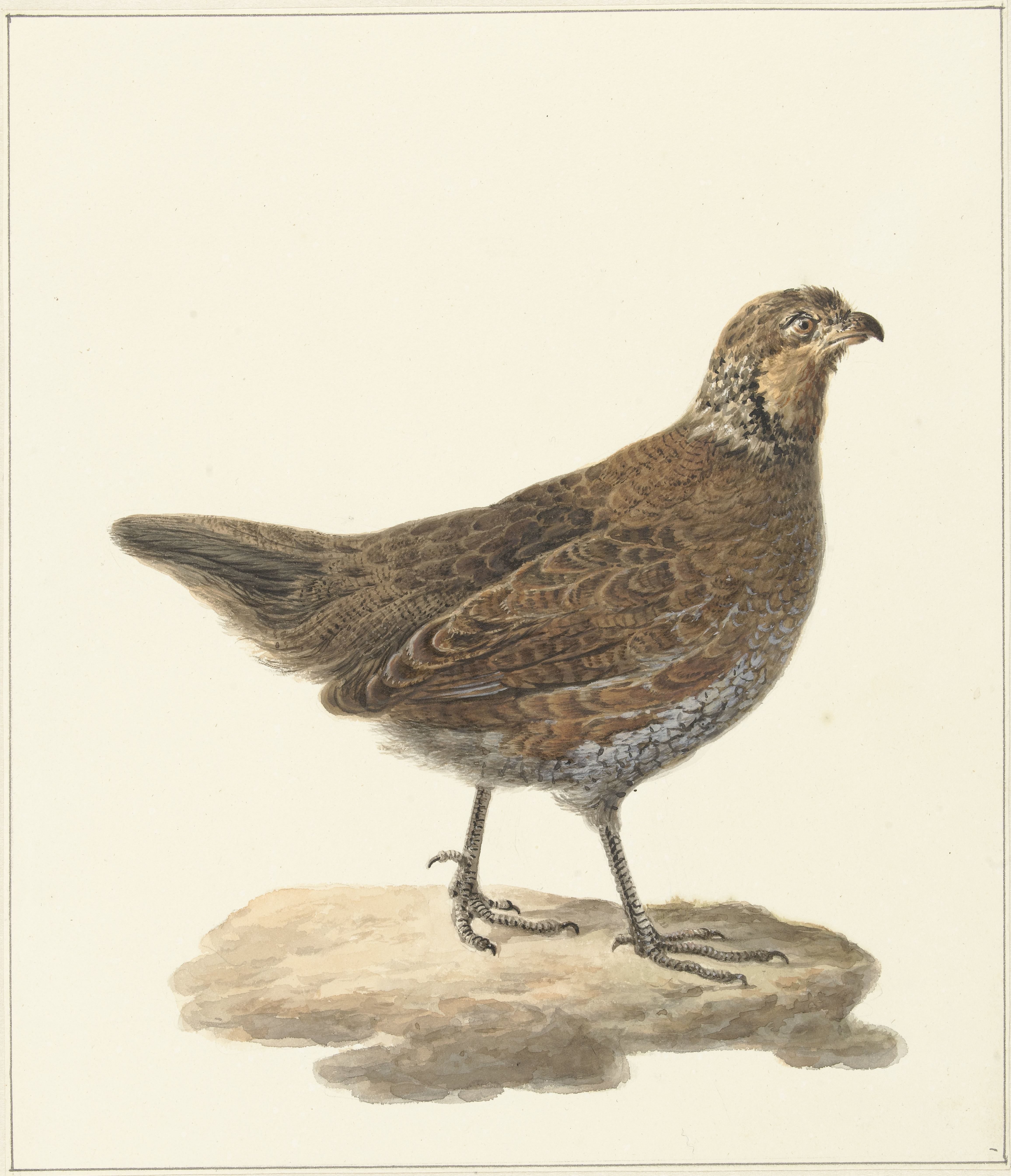 Bobwhite (Colinus virginianus)