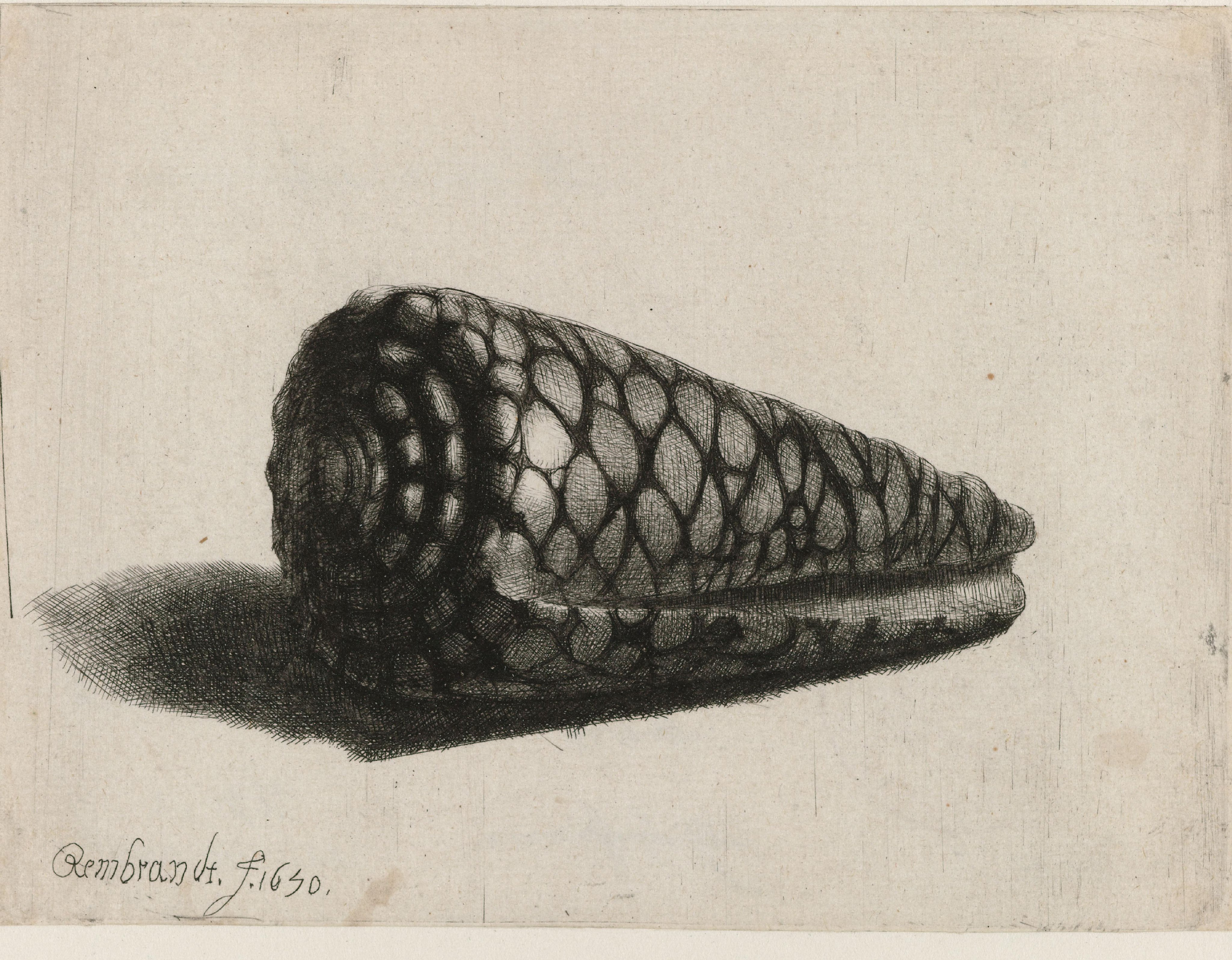 De schelp (Conus marmoreus)