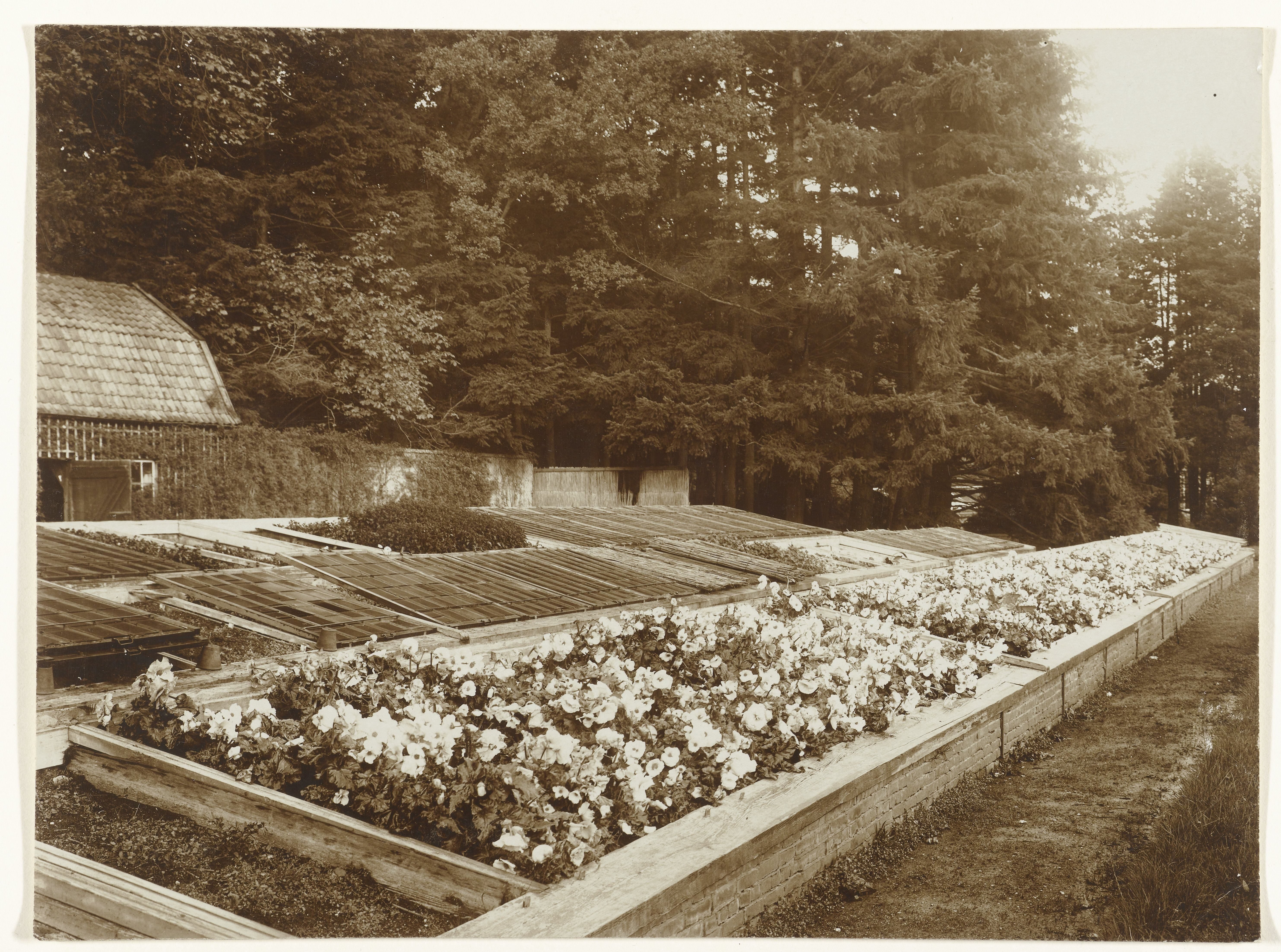 Bakken met begonia's in het park van Paleis Het Loo in Apeldoorn