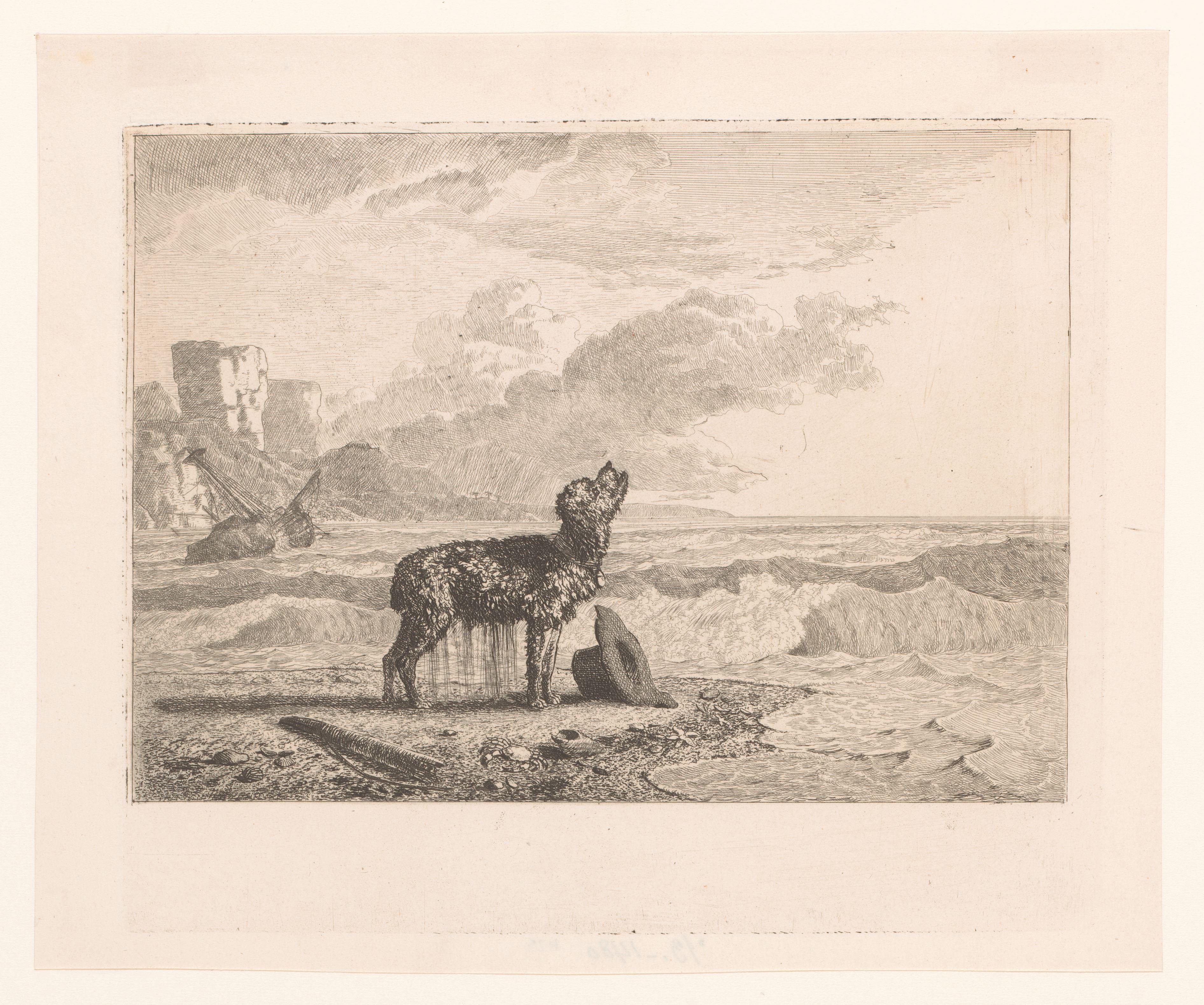 Hond aangespoeld op het strand na schipbreuk