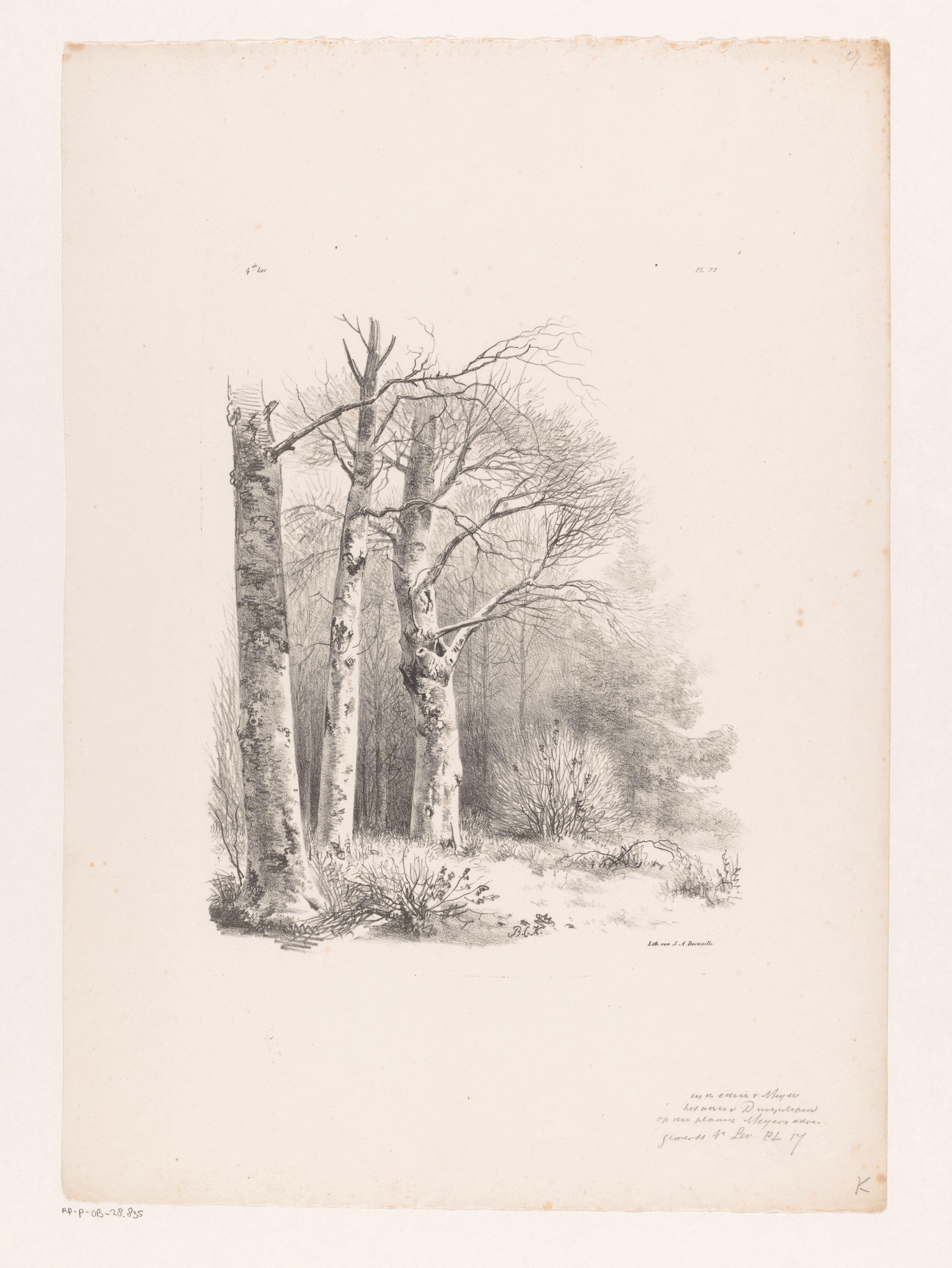 Drie bomen in een bos