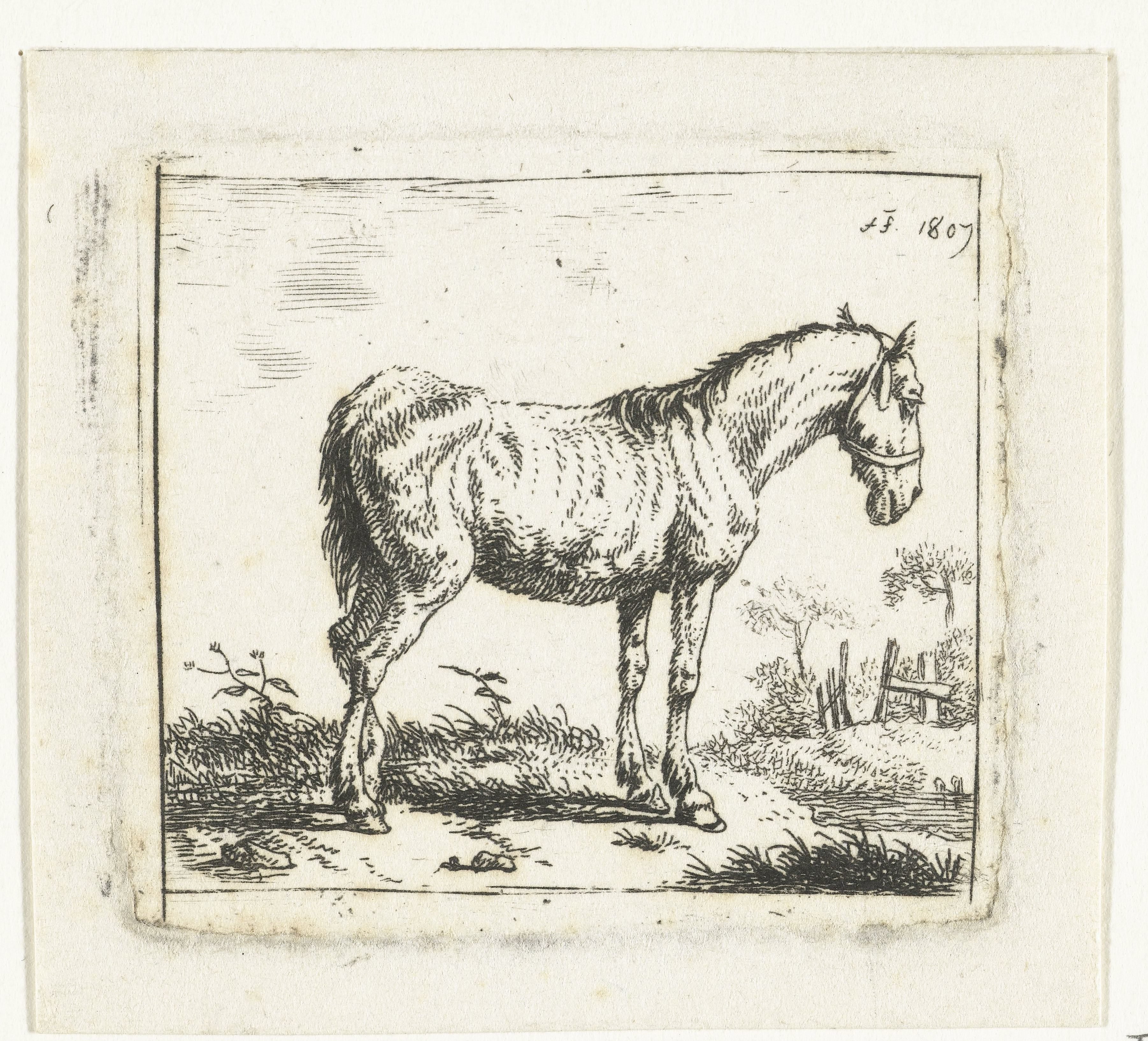 Mager paard