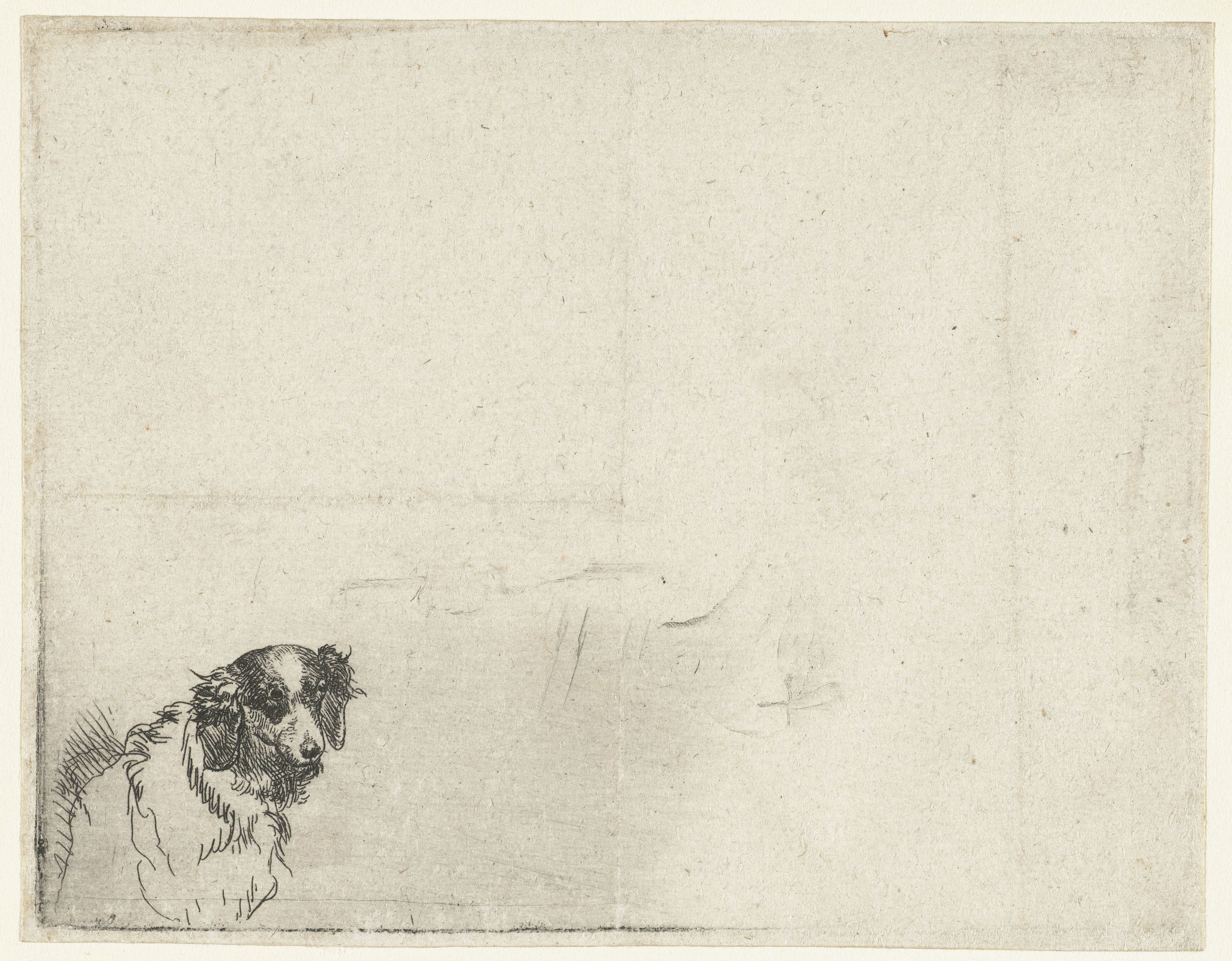 Kop van een hond