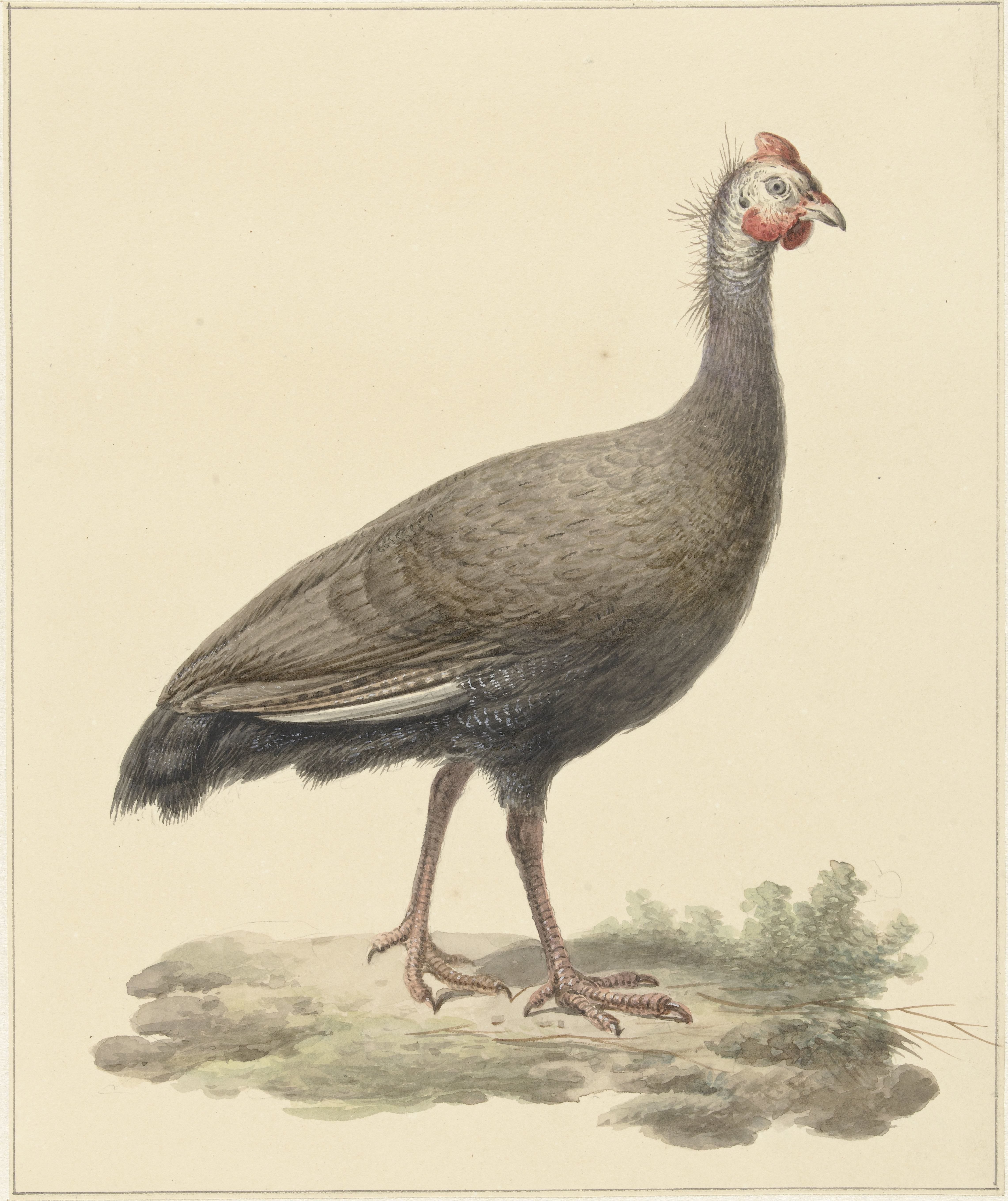 Helmparelhoen
