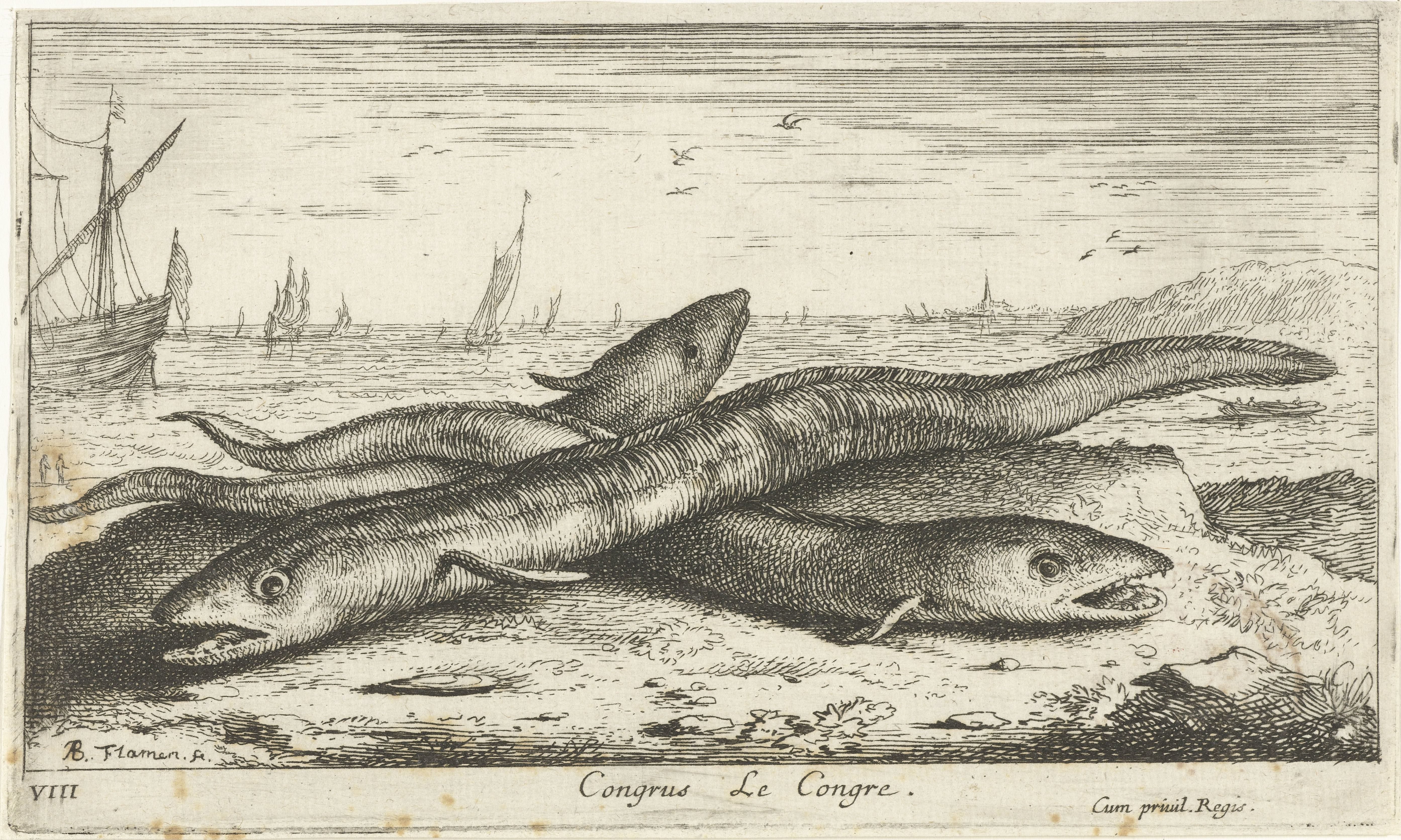 Drie zeepalingen op het strand