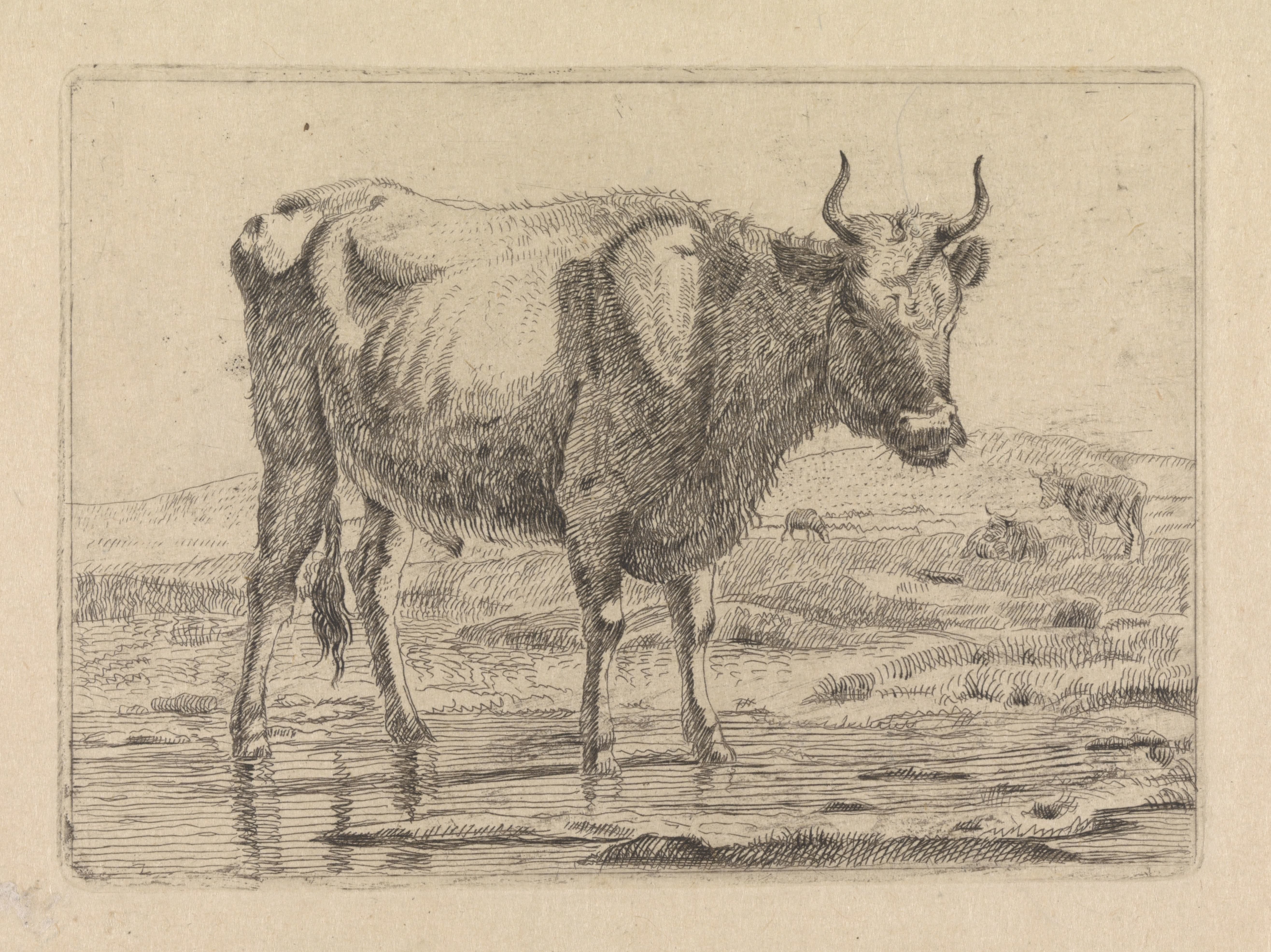 Stier staand in sloot