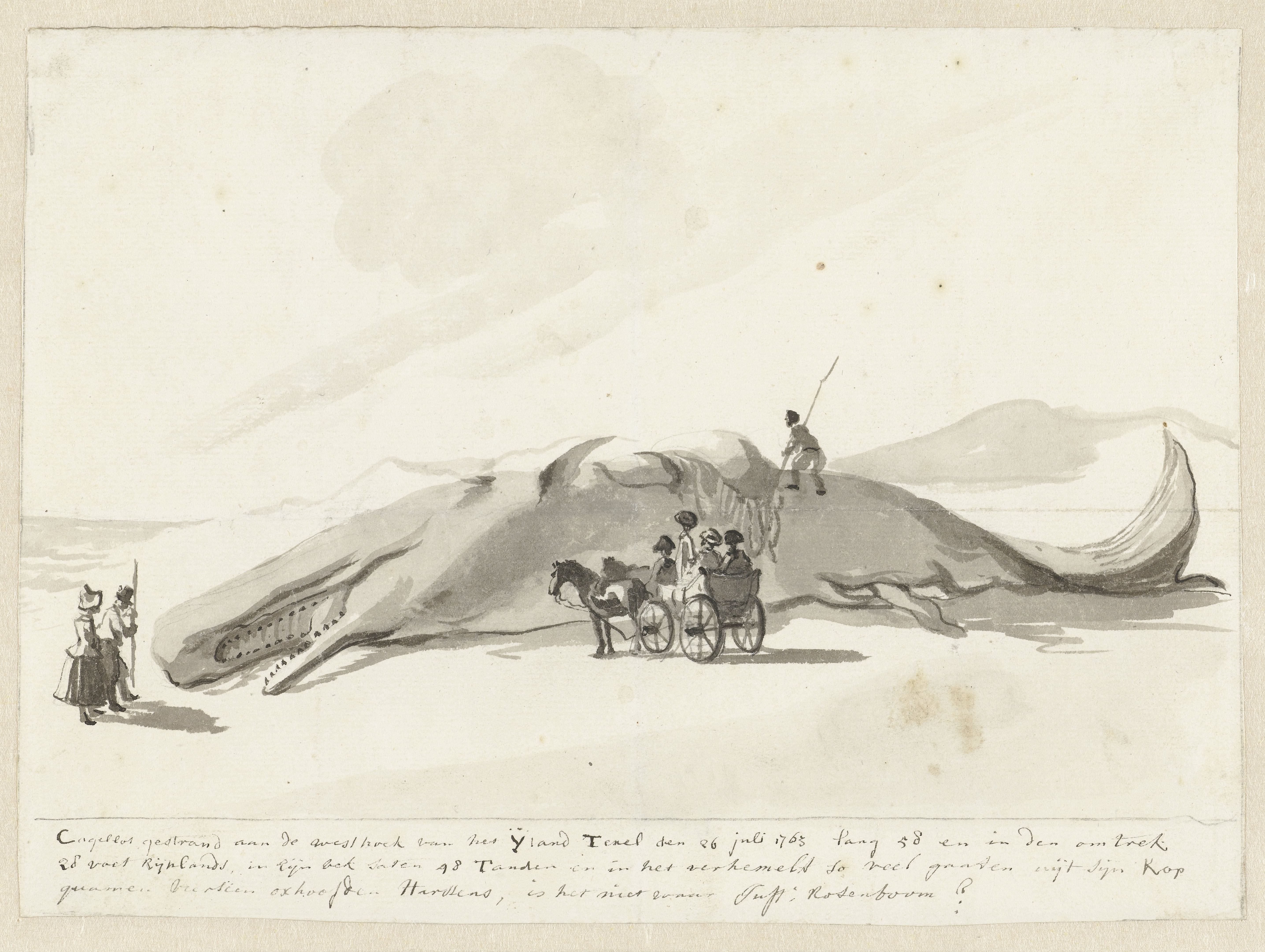 Gestrande walvis op Texel, 1763
